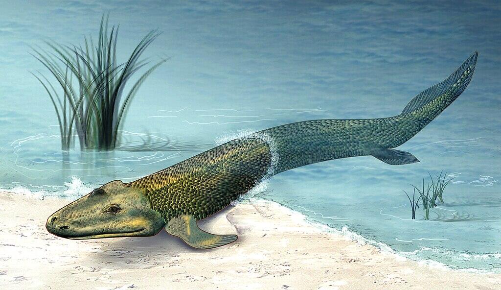 Eine colorierte Zeichnung des Tiktaalik roseae.