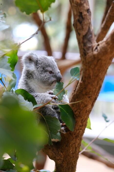 Ein Koala knabbert an einem Blatt Eukalyptus.