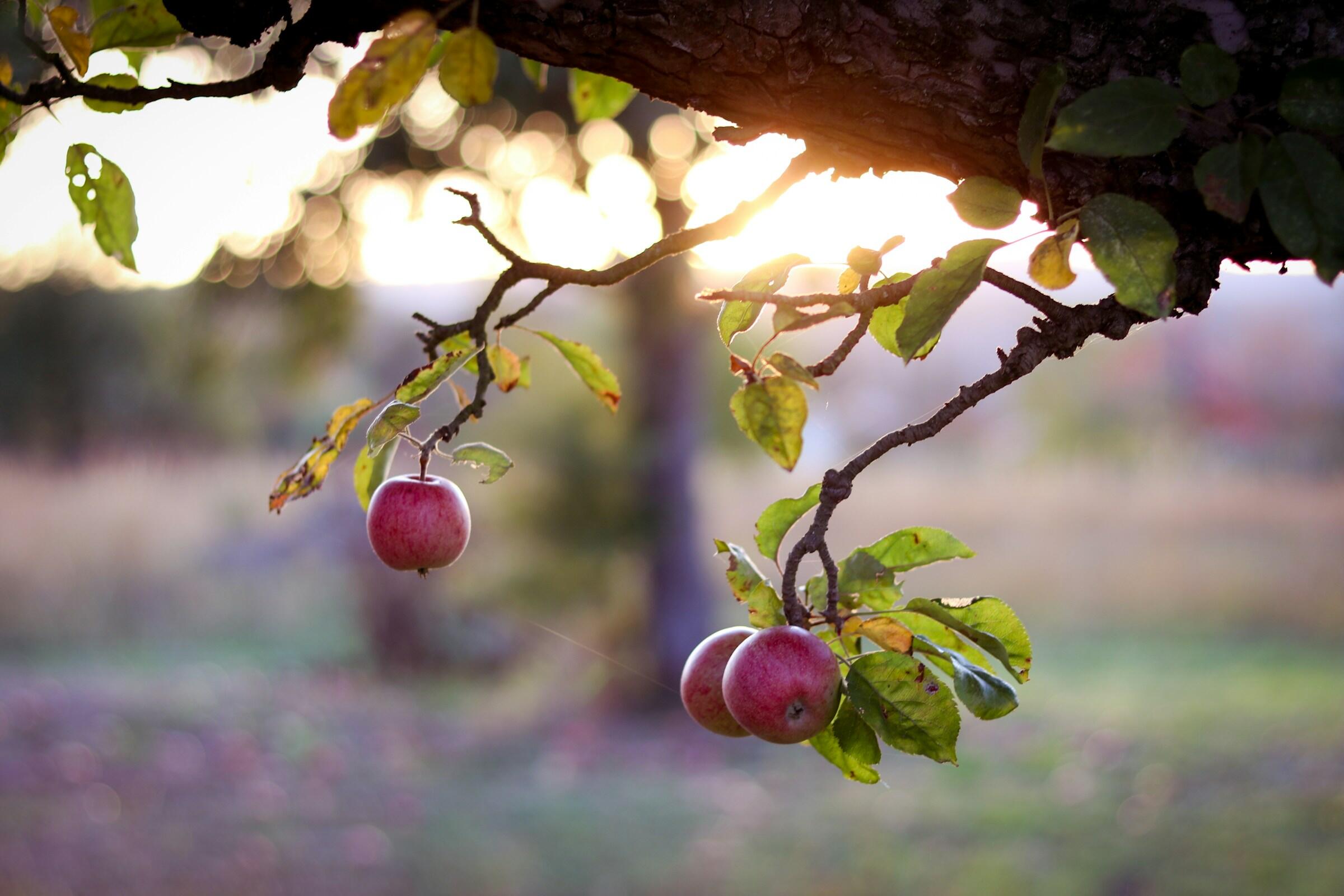 Drei Äpfel hängen an einem Baum.