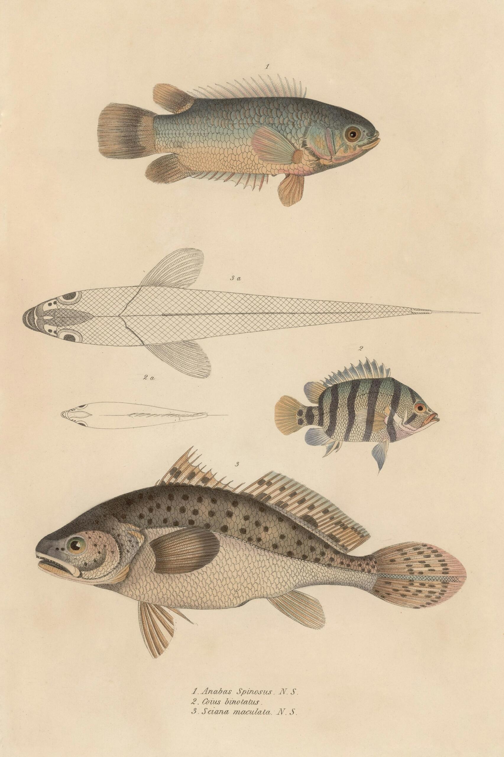 Illustration von drei Fischarten: Anabas spinosus, Cilus bimotatus und Sciana maculata, jeweils mit detaillierten anatomischen Merkmalen.