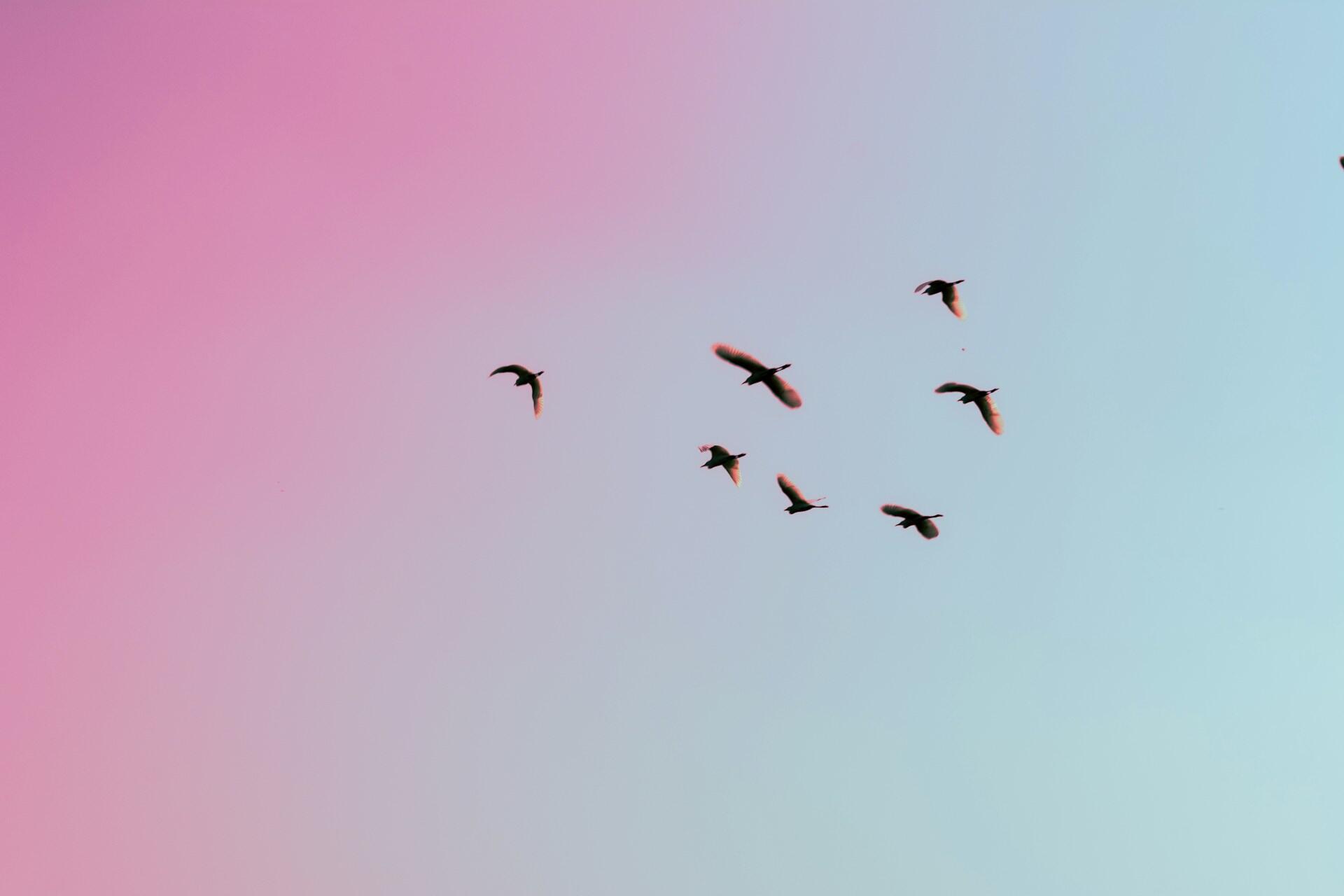 Vögel fliegen an einem rosa-blauen Himmel