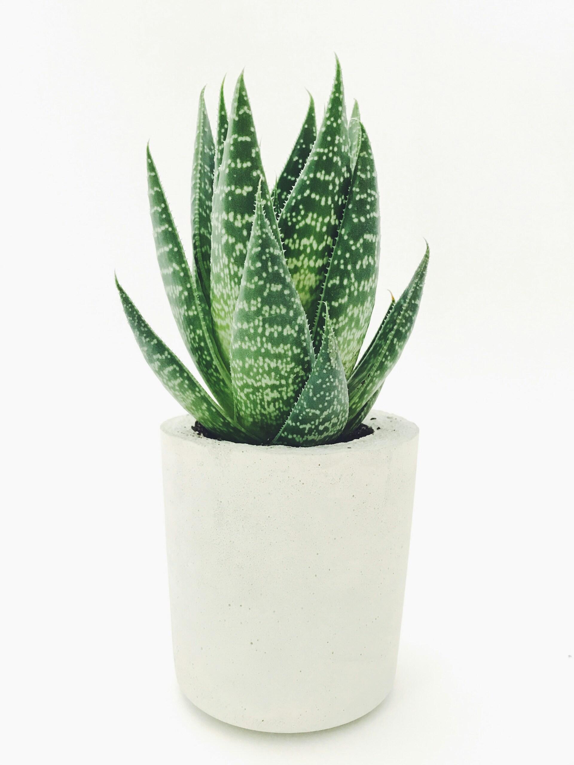 Aloe Vera Pflanze
