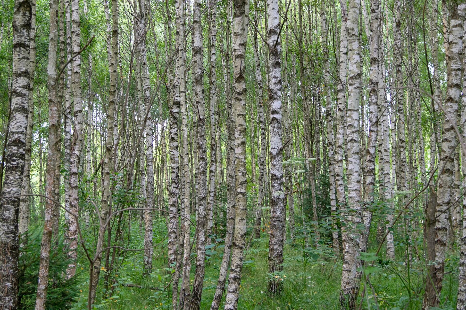 Bäume und Gräser