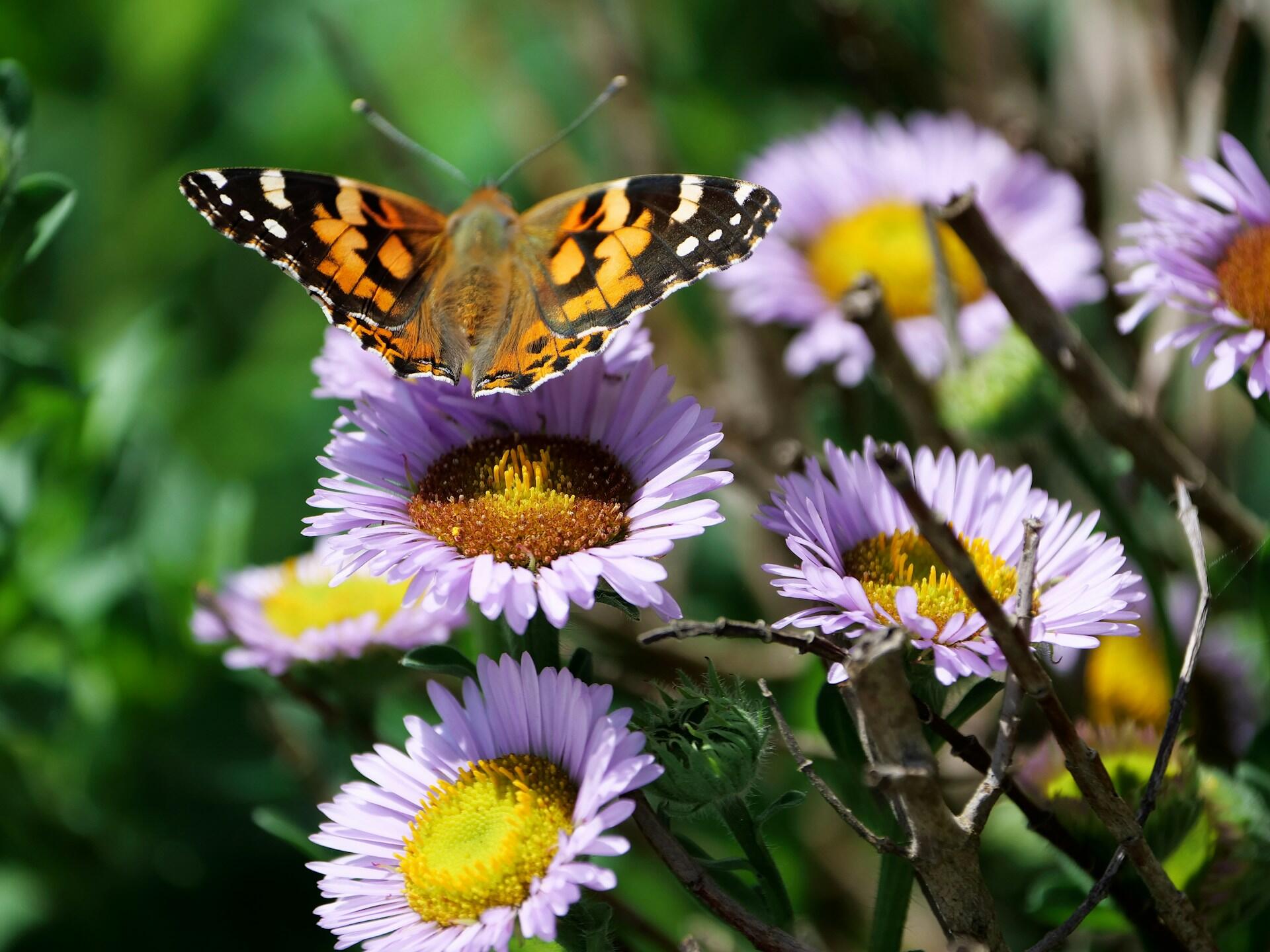 Schmetterling bestäubt eine Blume