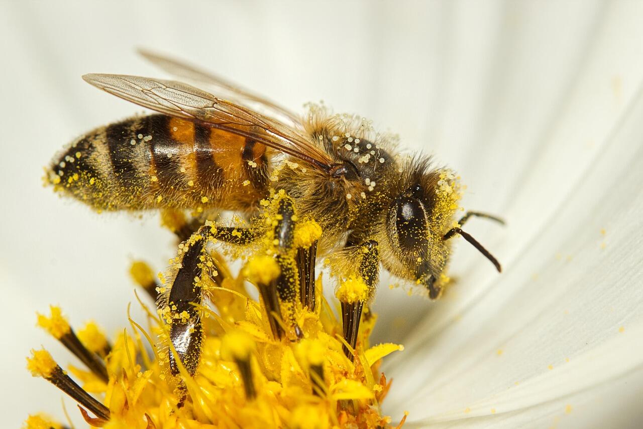 Biene mit Blütenstaub in Blume