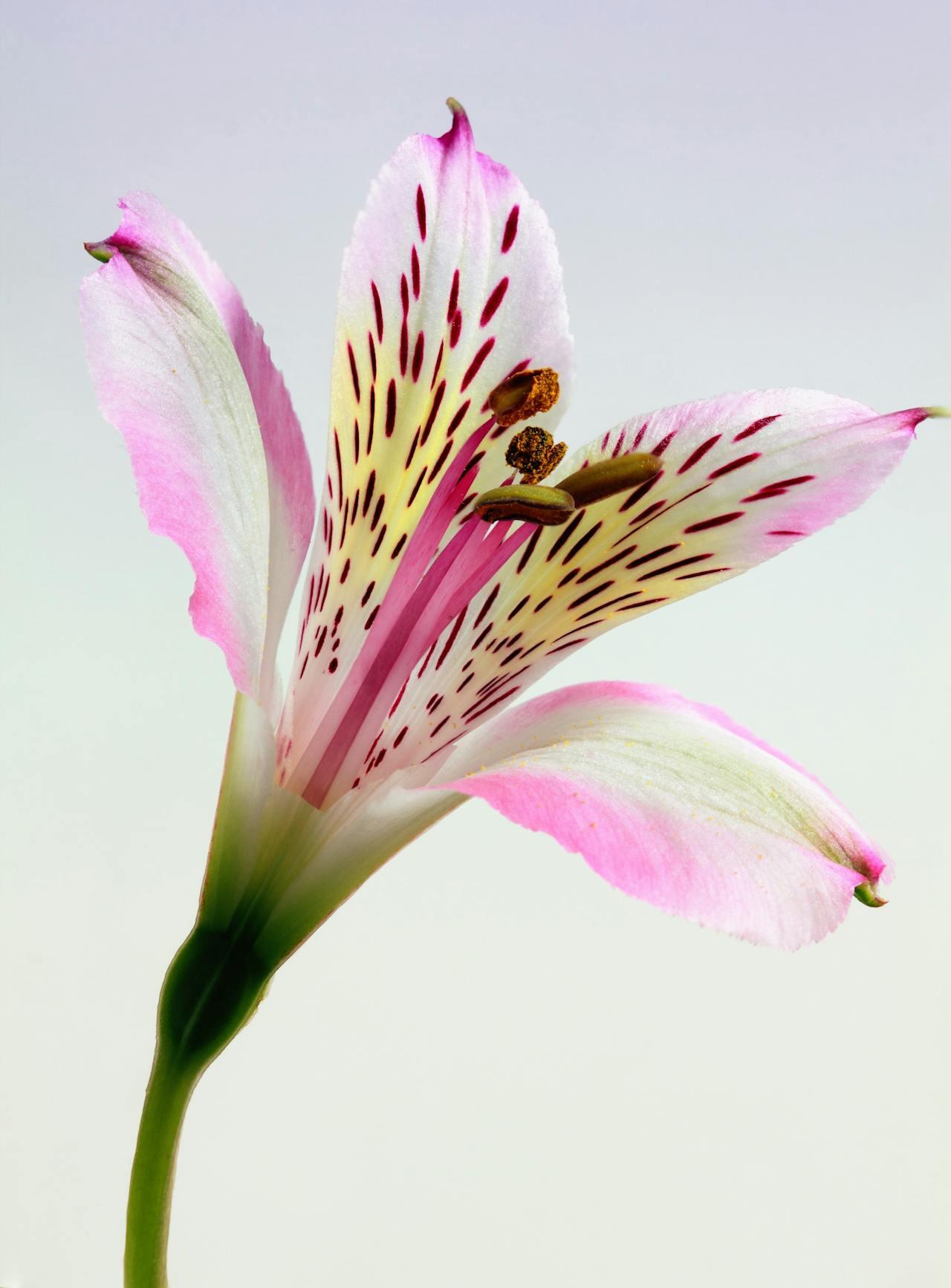 Aufbau Blüte