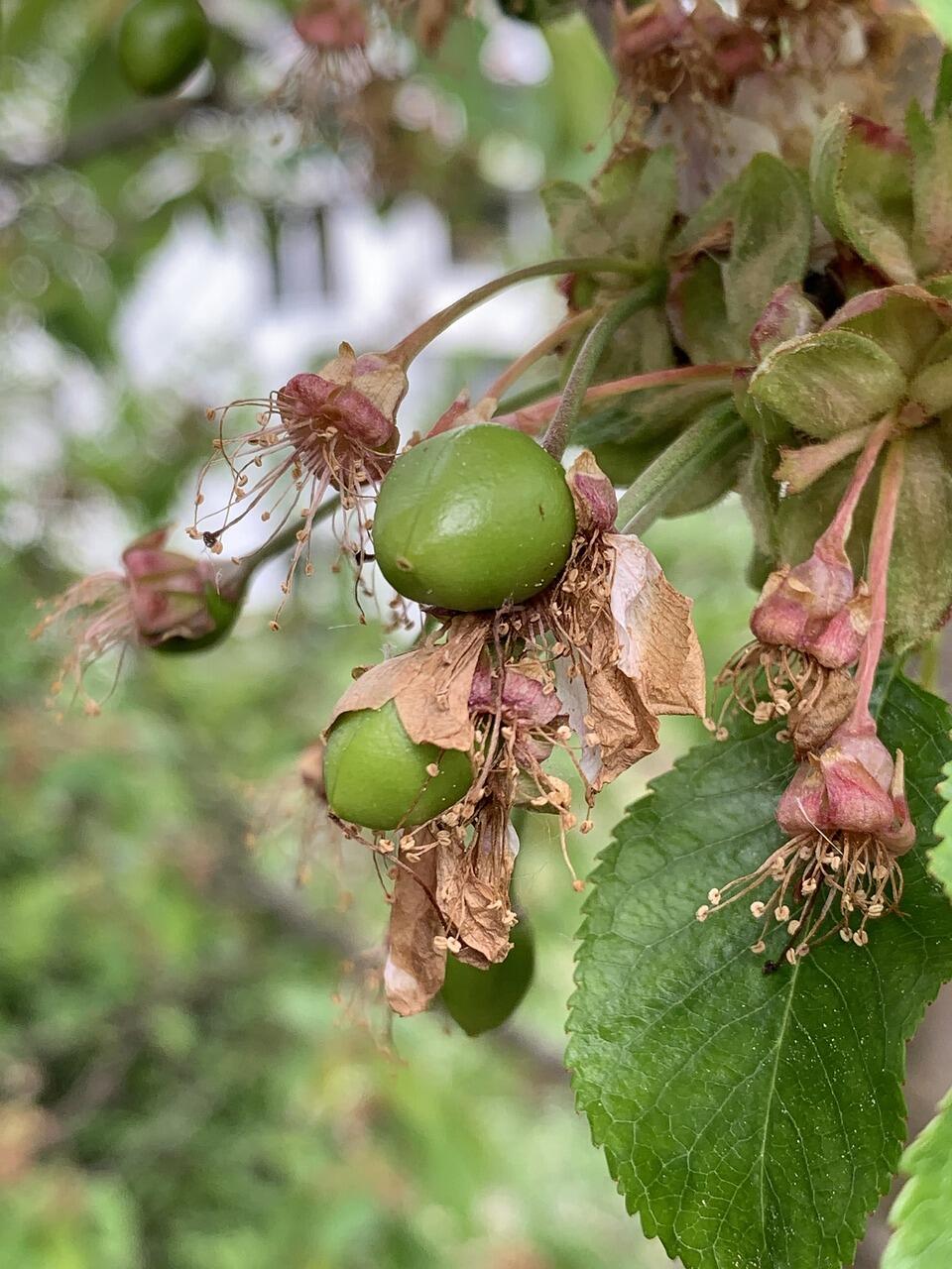 Blüte zur Frucht