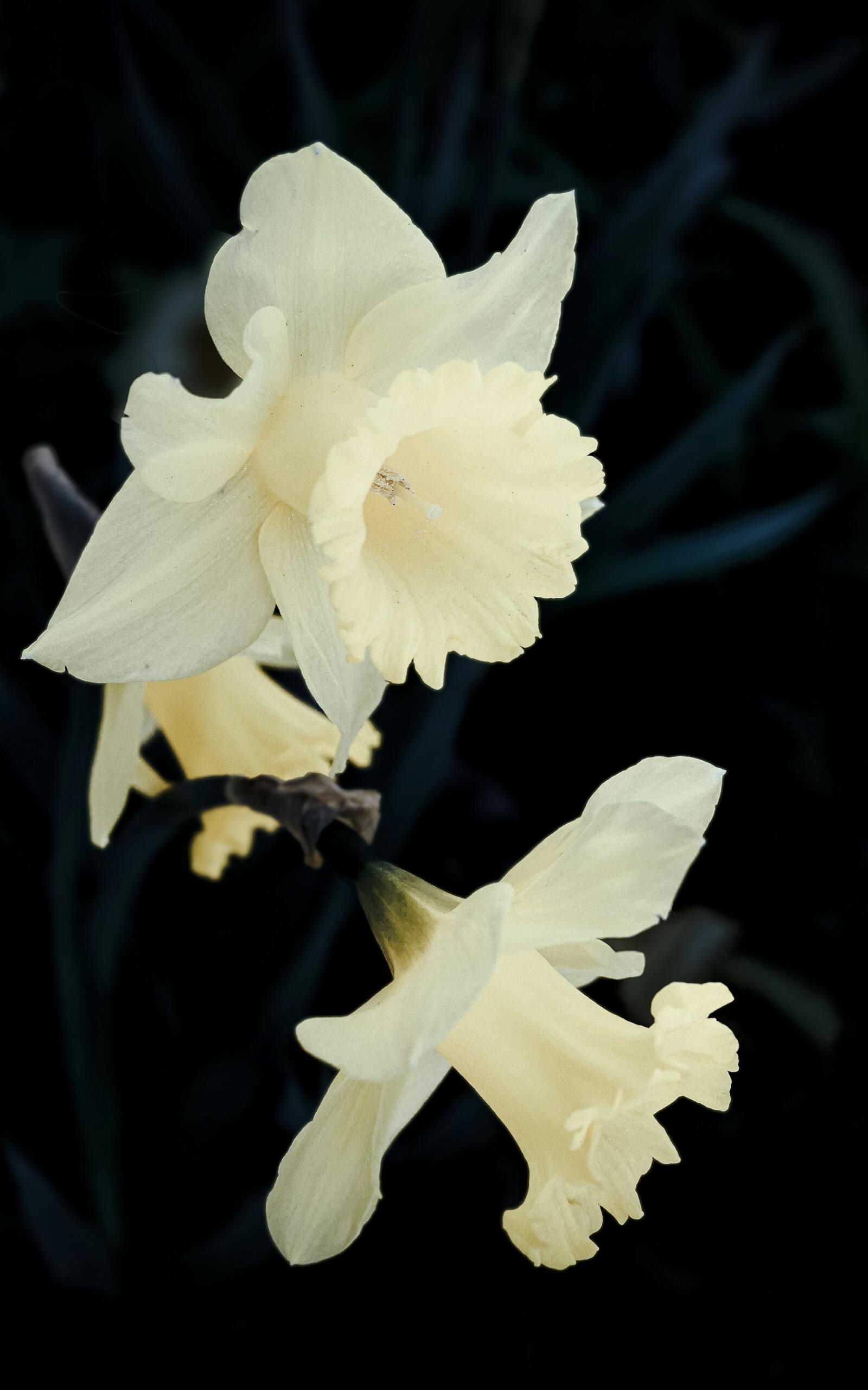 Blüten Hülle