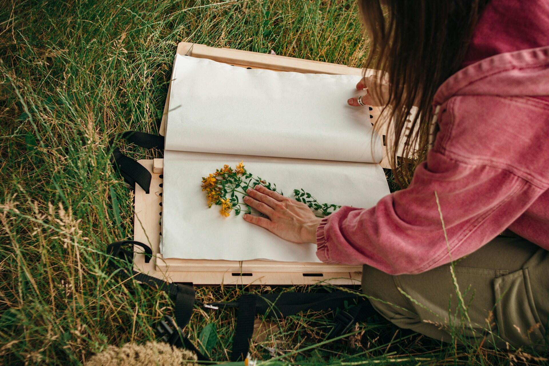 Herbarium zum Pflanzen pressen