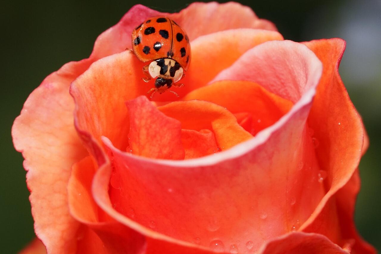 Marienkäfer auf Rose