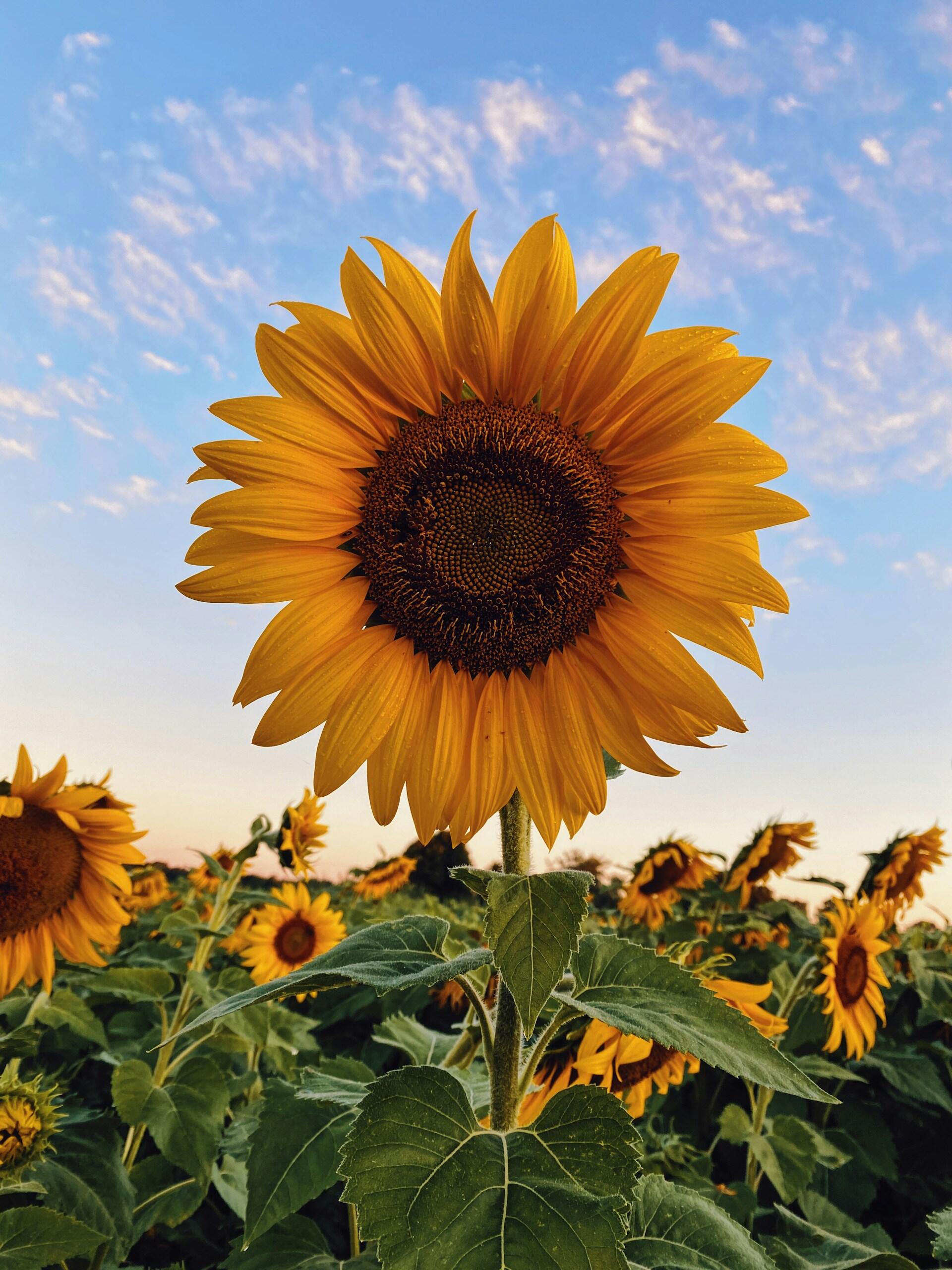 Sonnenblumenfeld