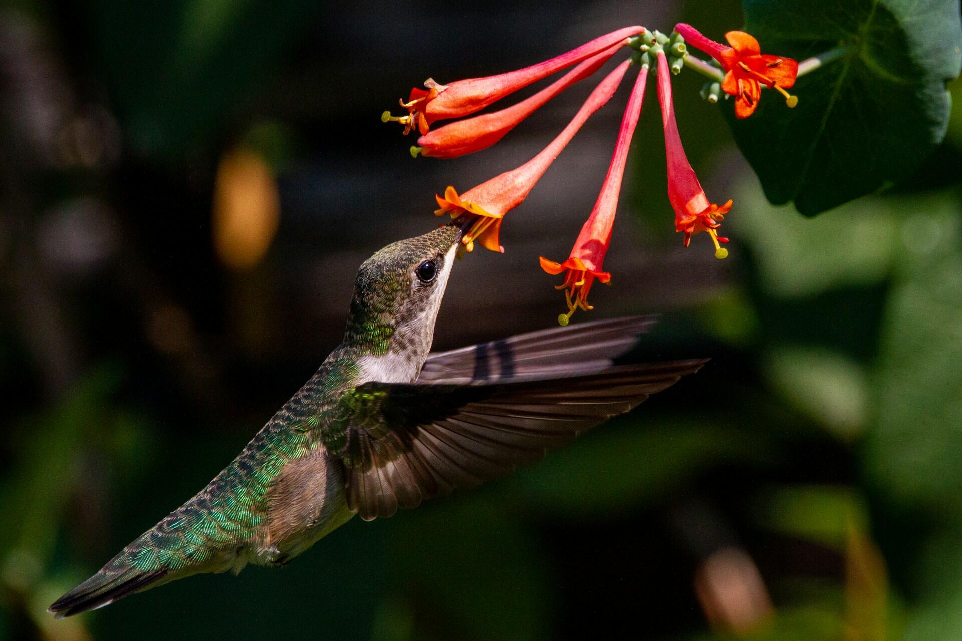 Vogel an roter Blüte
