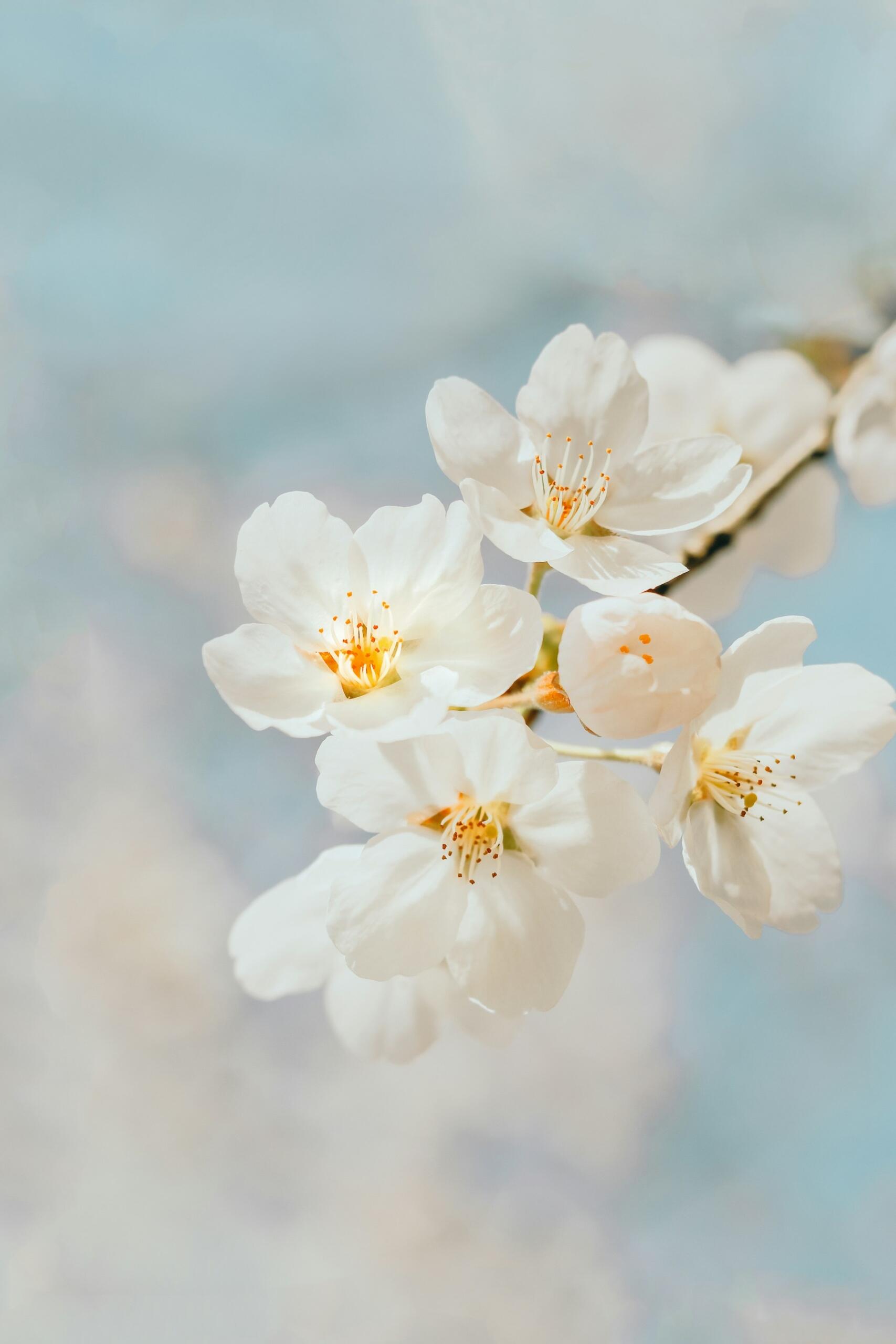 weiße Blüten