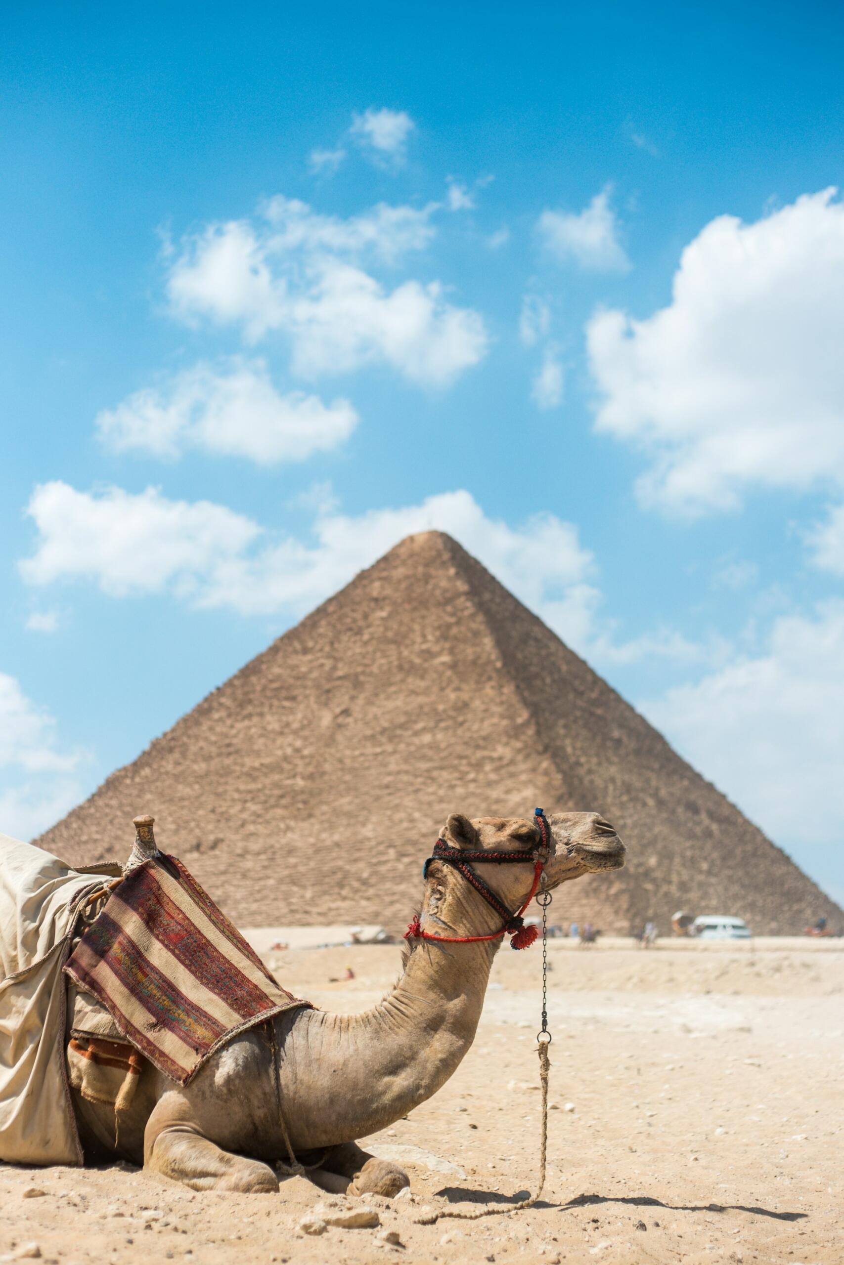 Ägypten Pyramide und Kamel