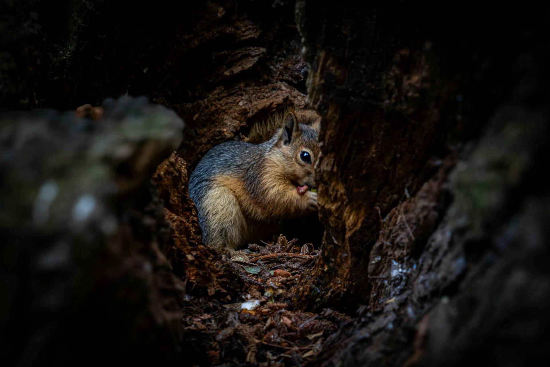 Eichhörnchen in Baumhöhle