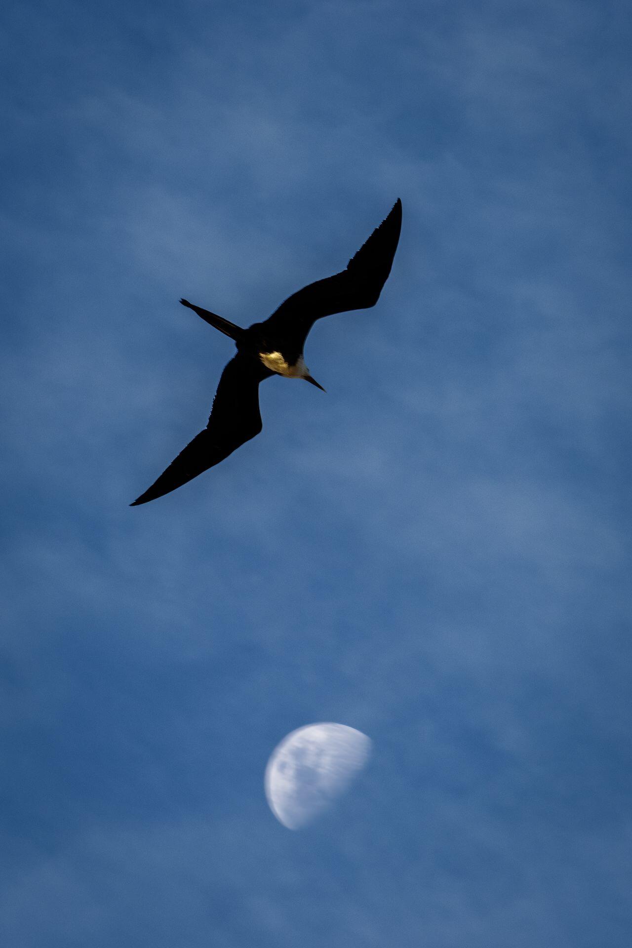 Fregattvogel