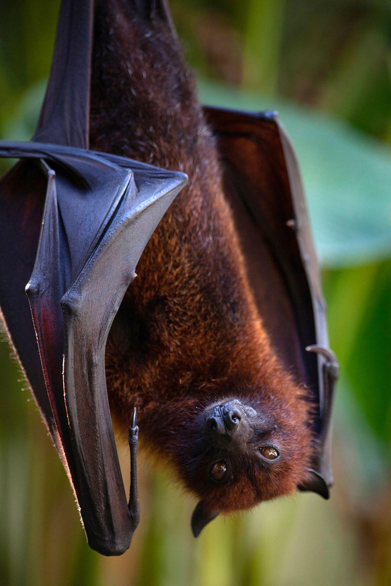 Brasilianische Freischwanz Fledermaus