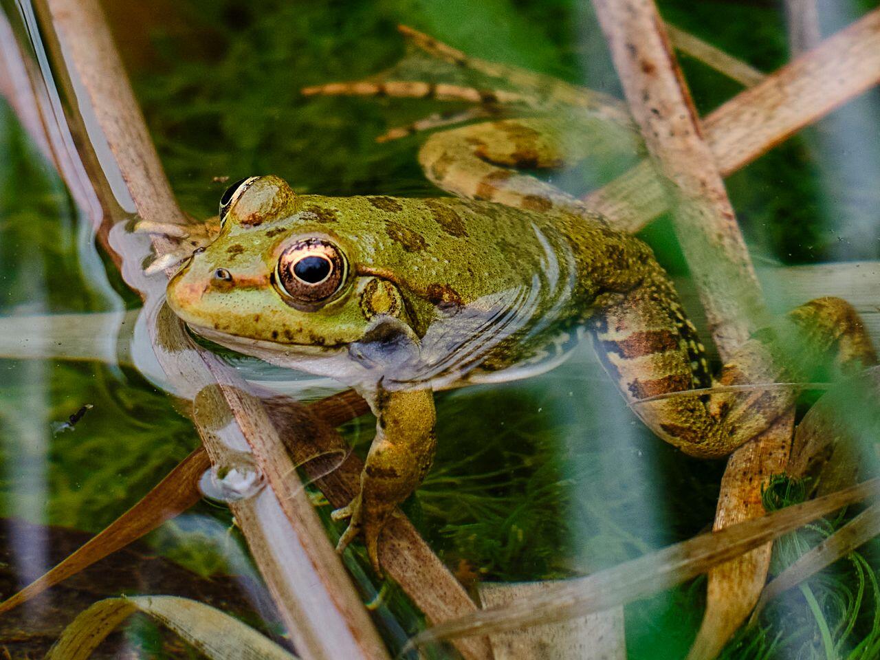 Frosch