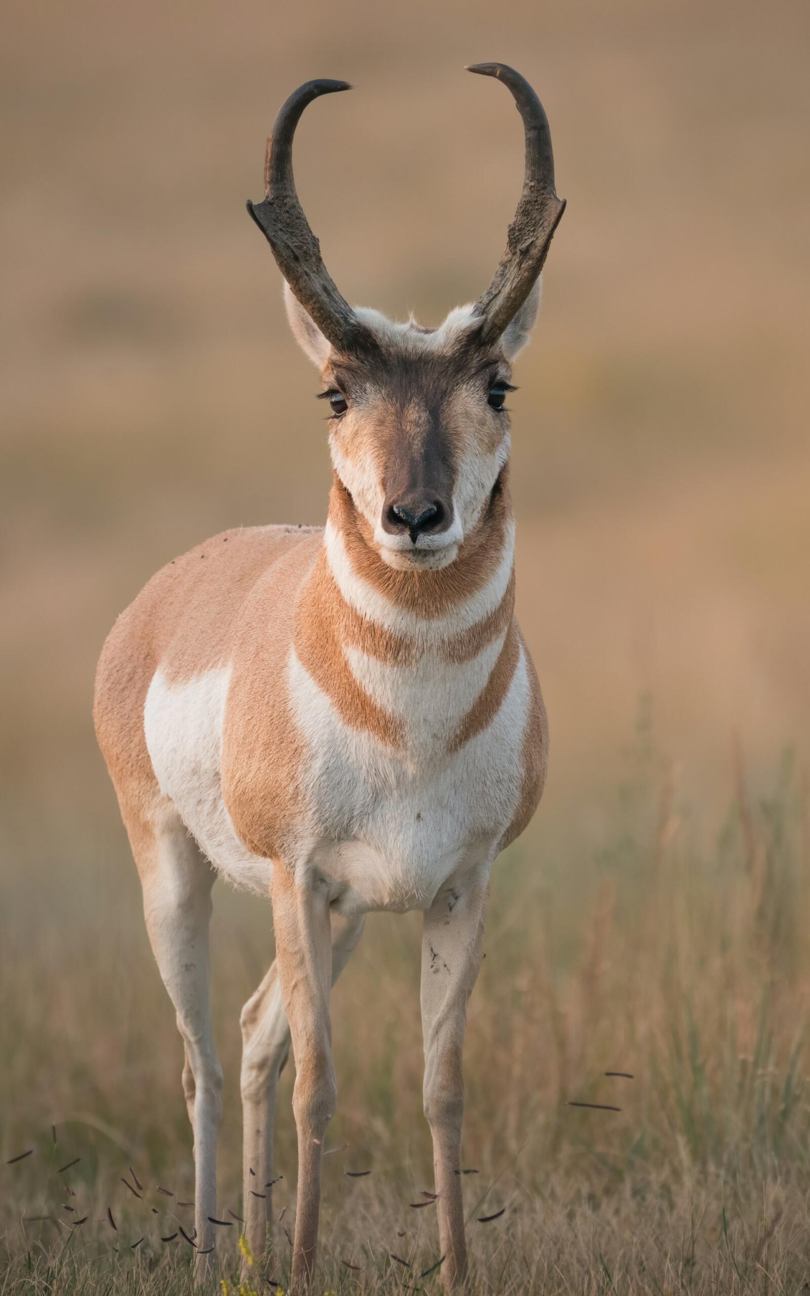 Gabelbock
