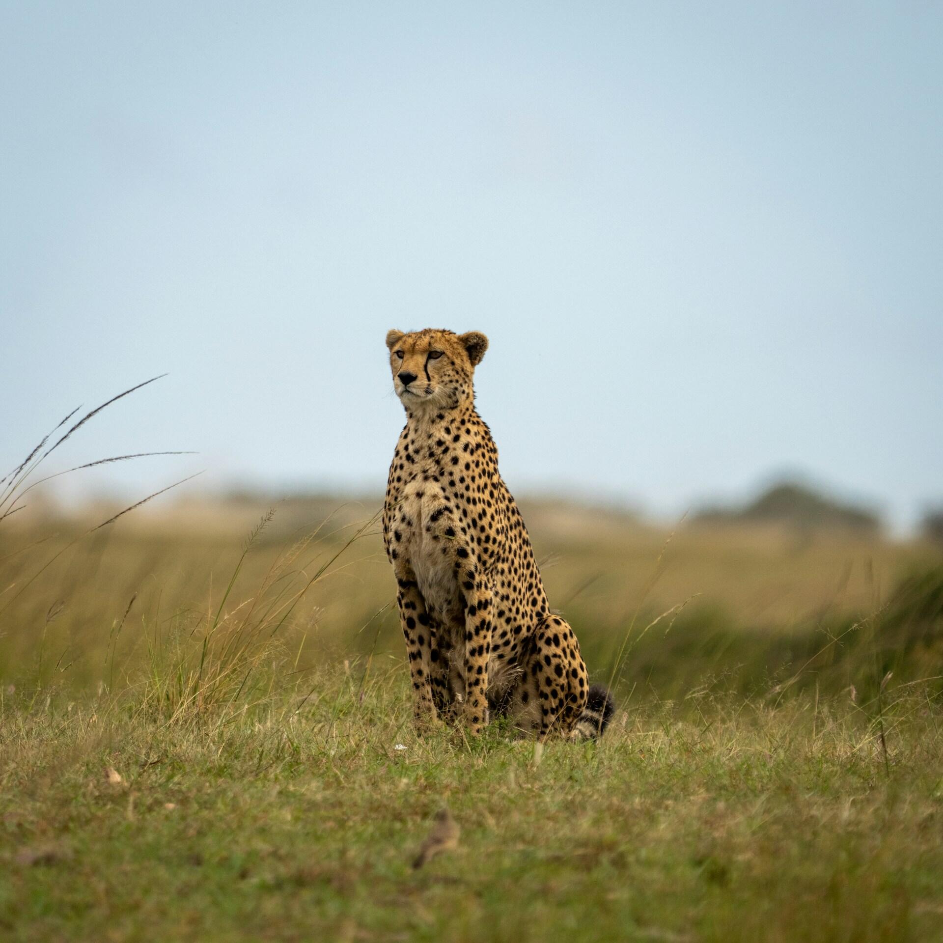 Gepard