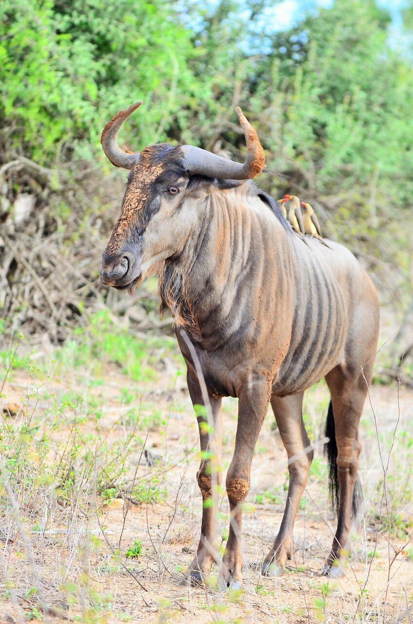 Gnu