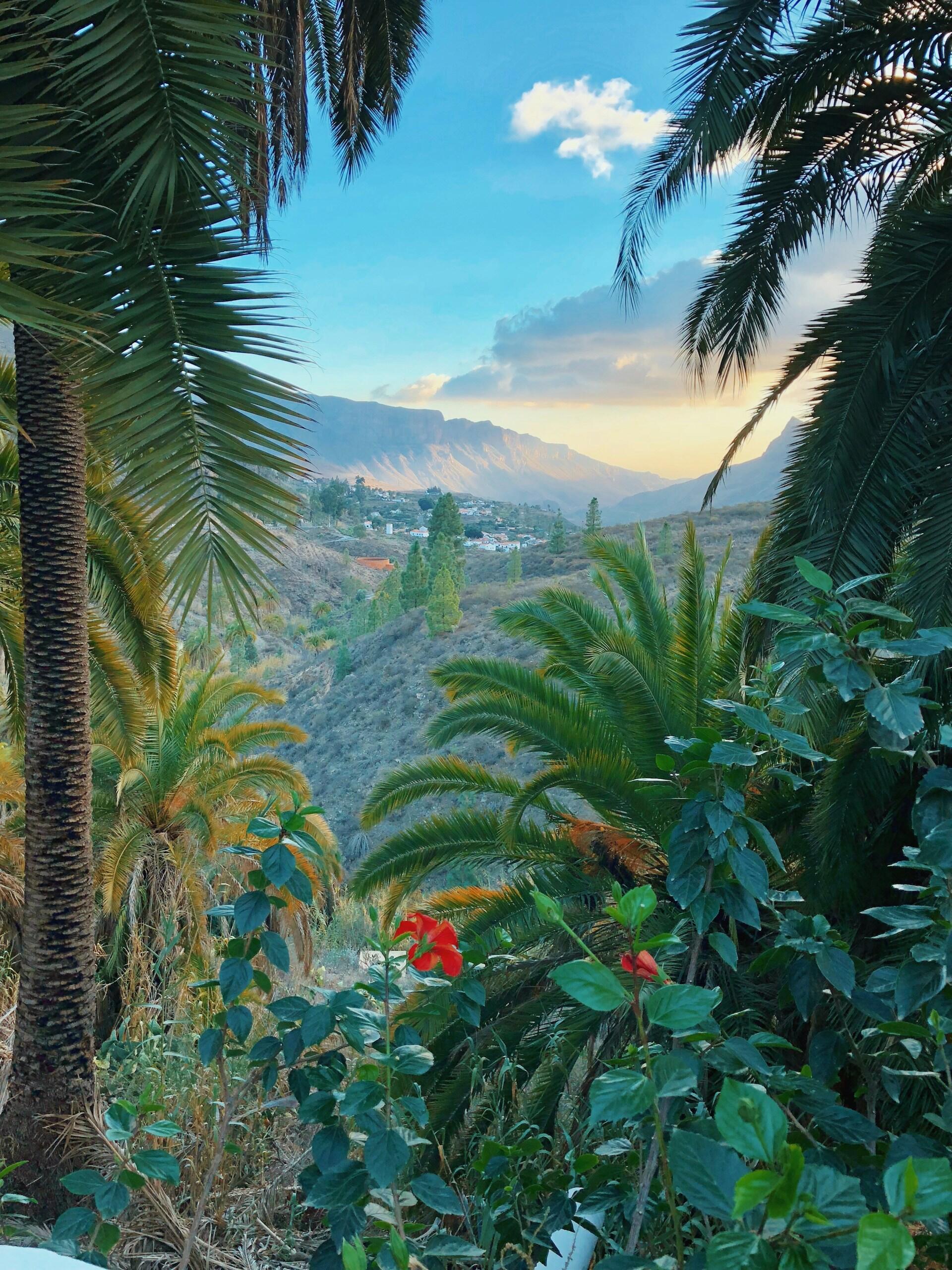 Der Sonnenuntergang auf Gran Canaria mit verschiednenen Bäumen und Pflanzen.