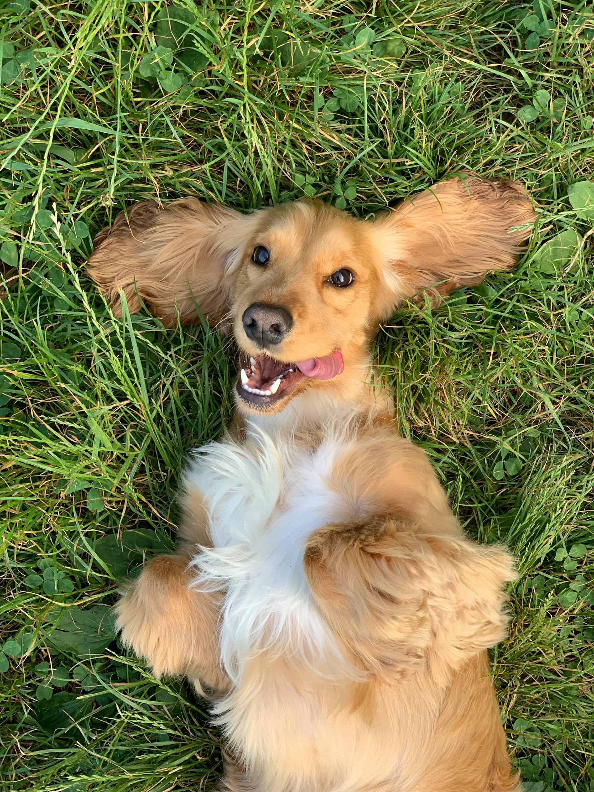 Hund
