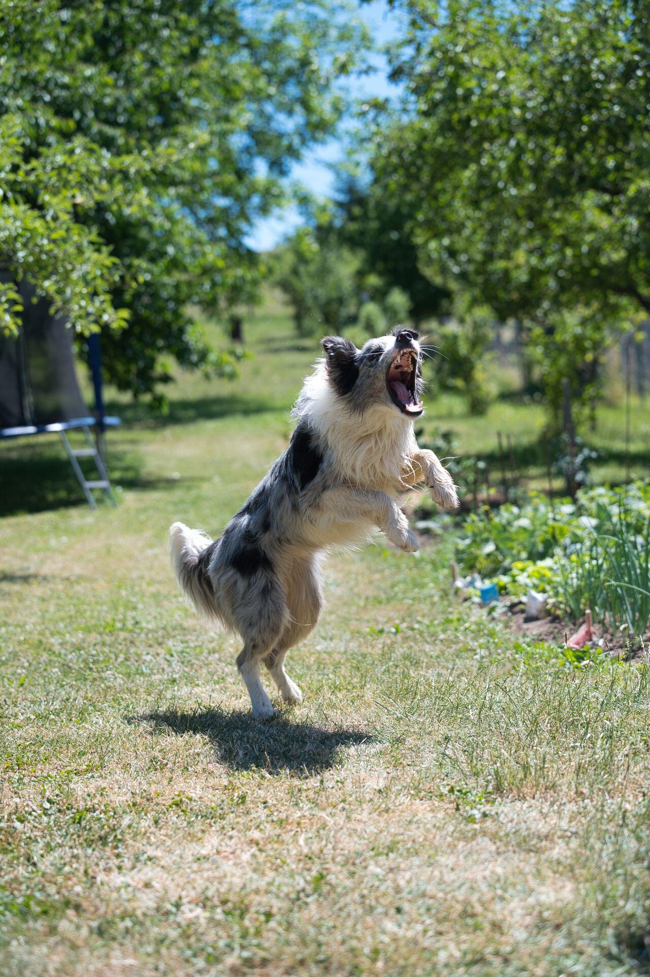 Hund springt hoch