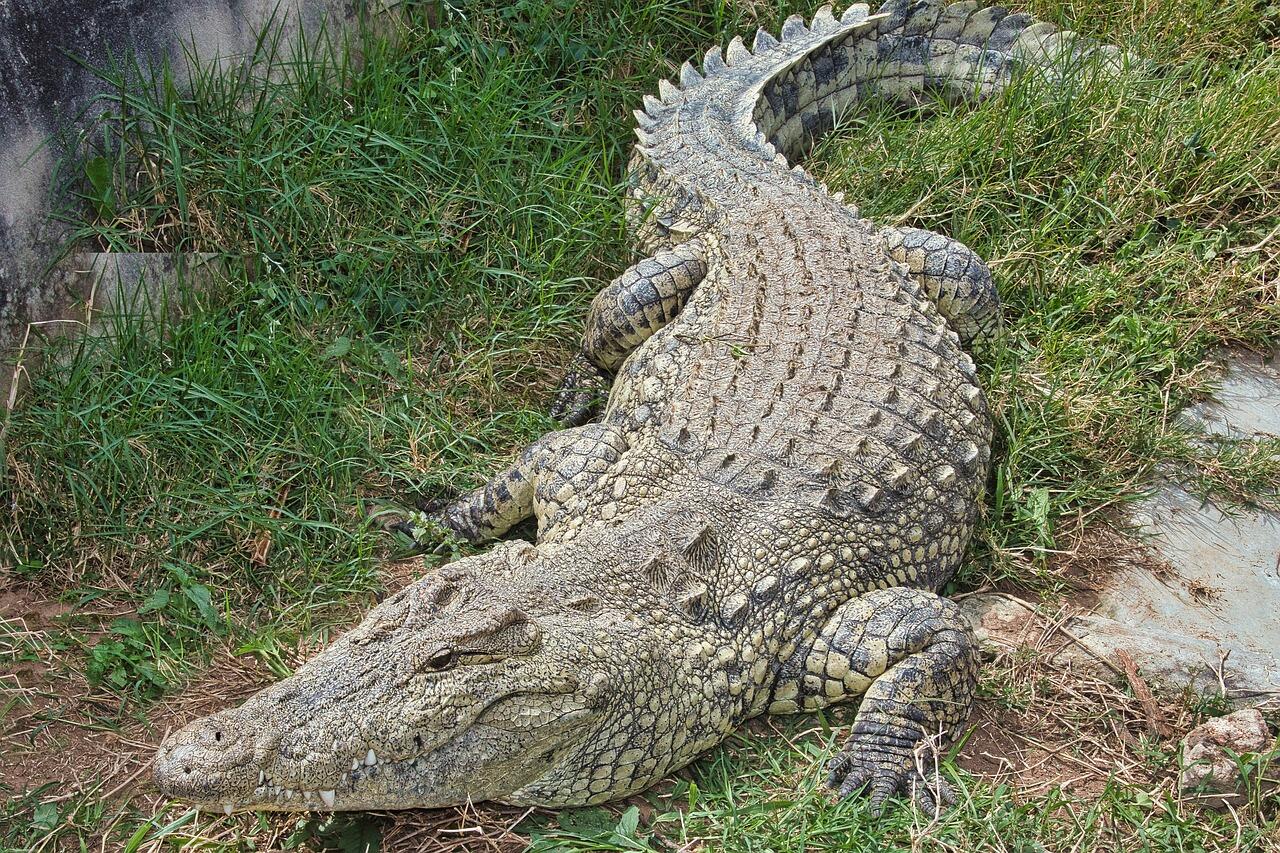 Nilkrokodil