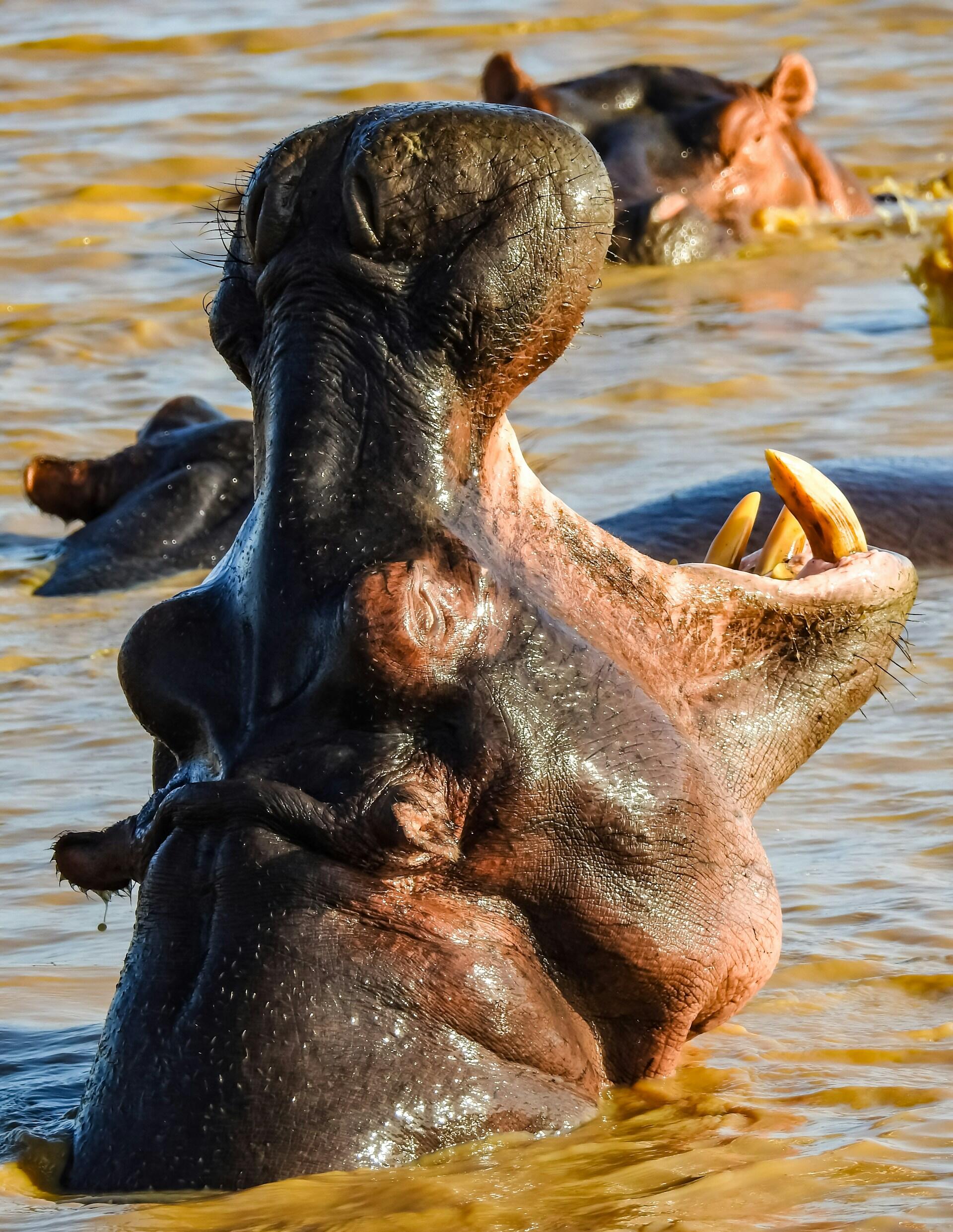 Nilpferd
