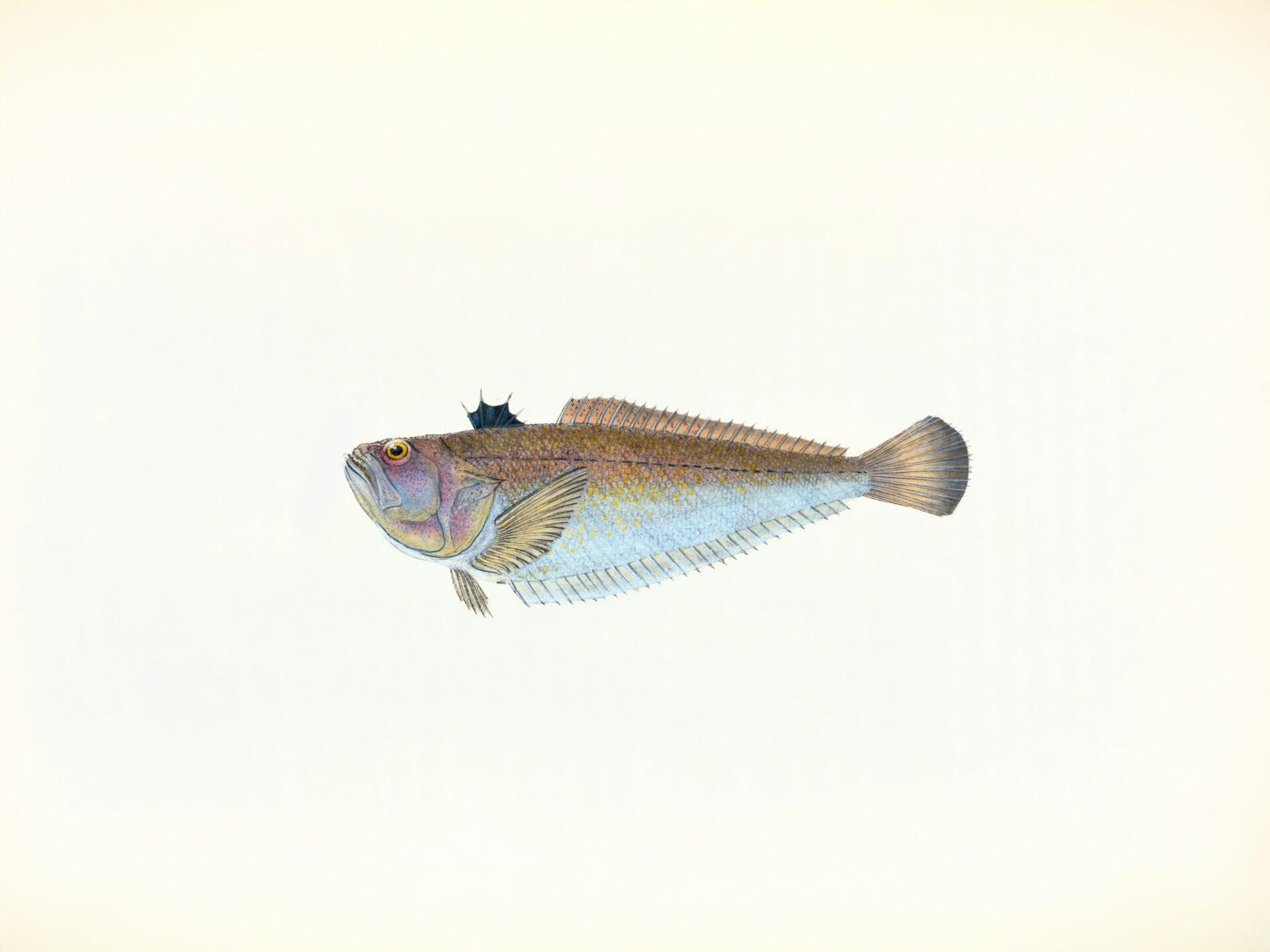 Petermännchen