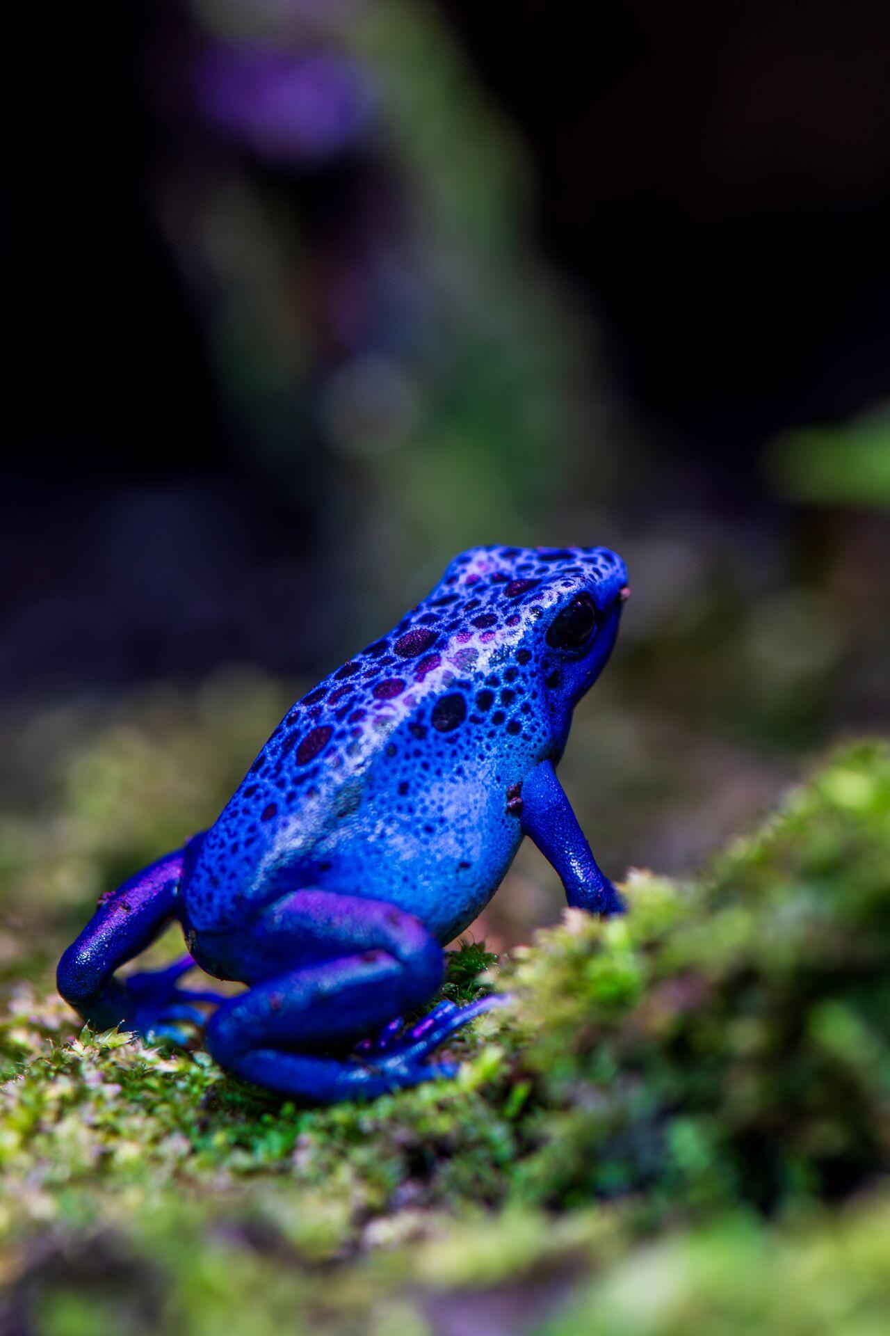 Pfeilgiftfrosch