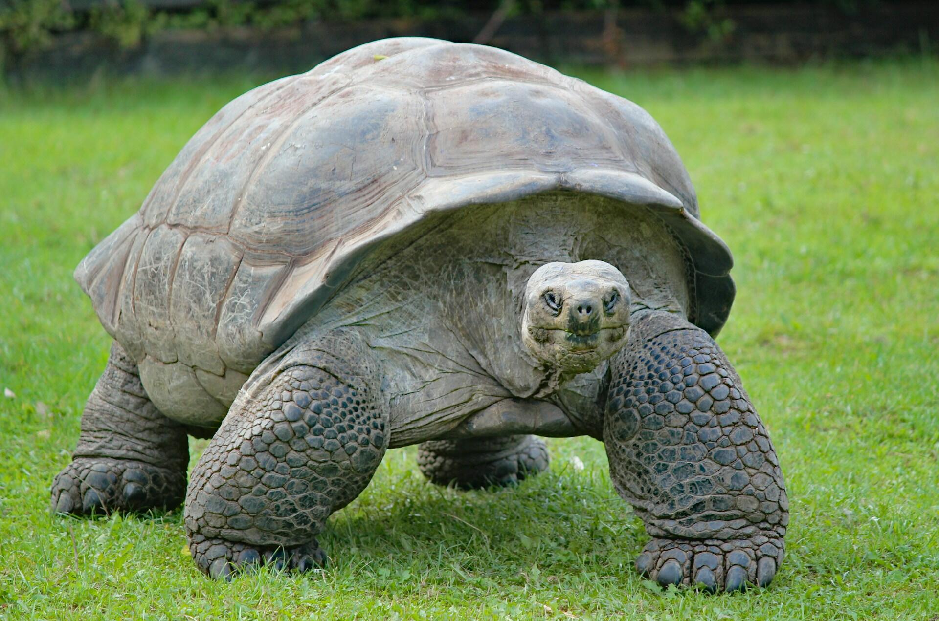 Riesenschildkröte