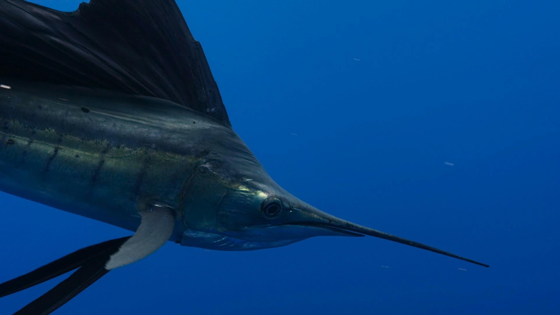 Marlin