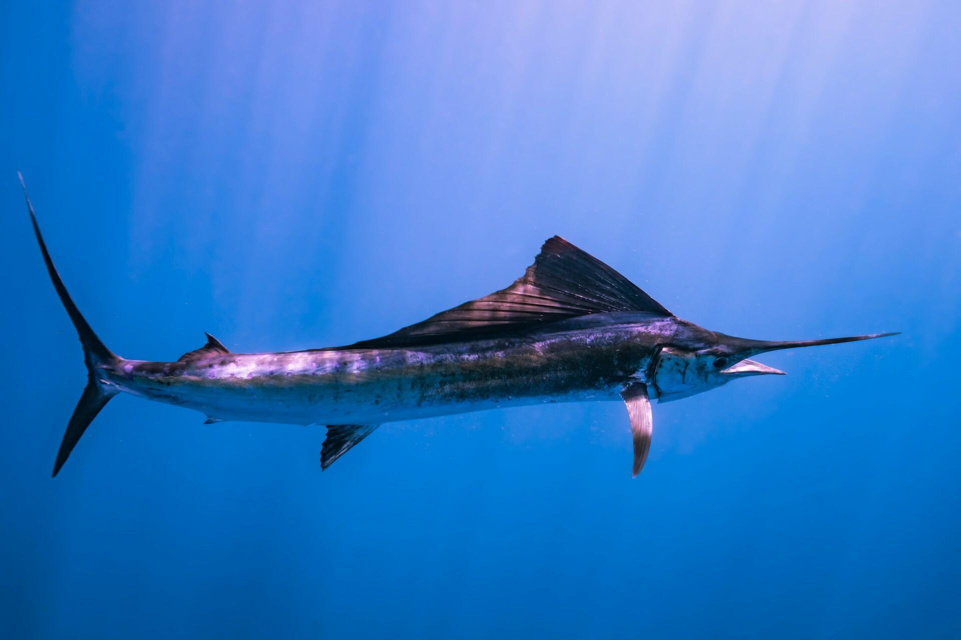 Segelfisch