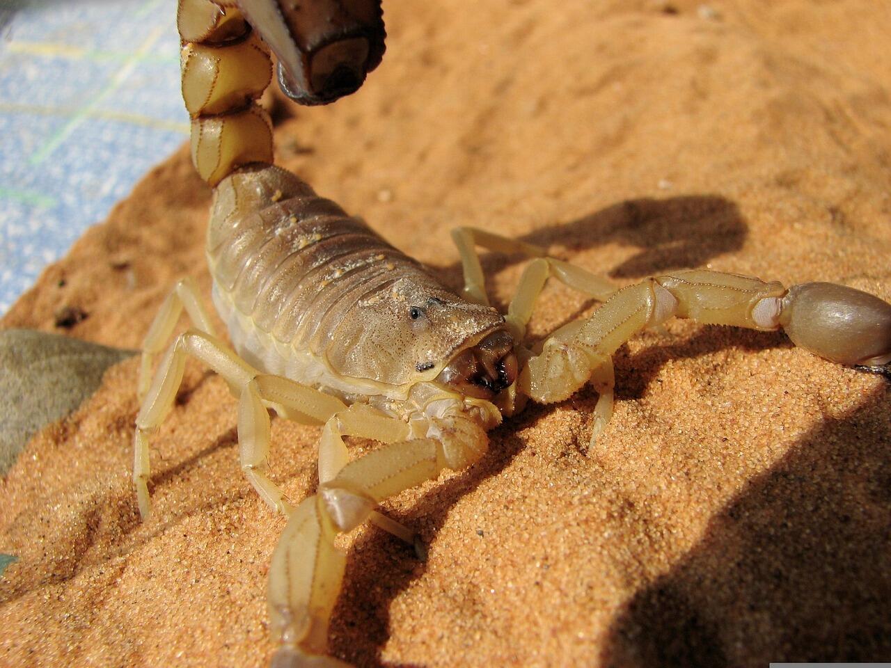 gelber Mittelmeerskorpion