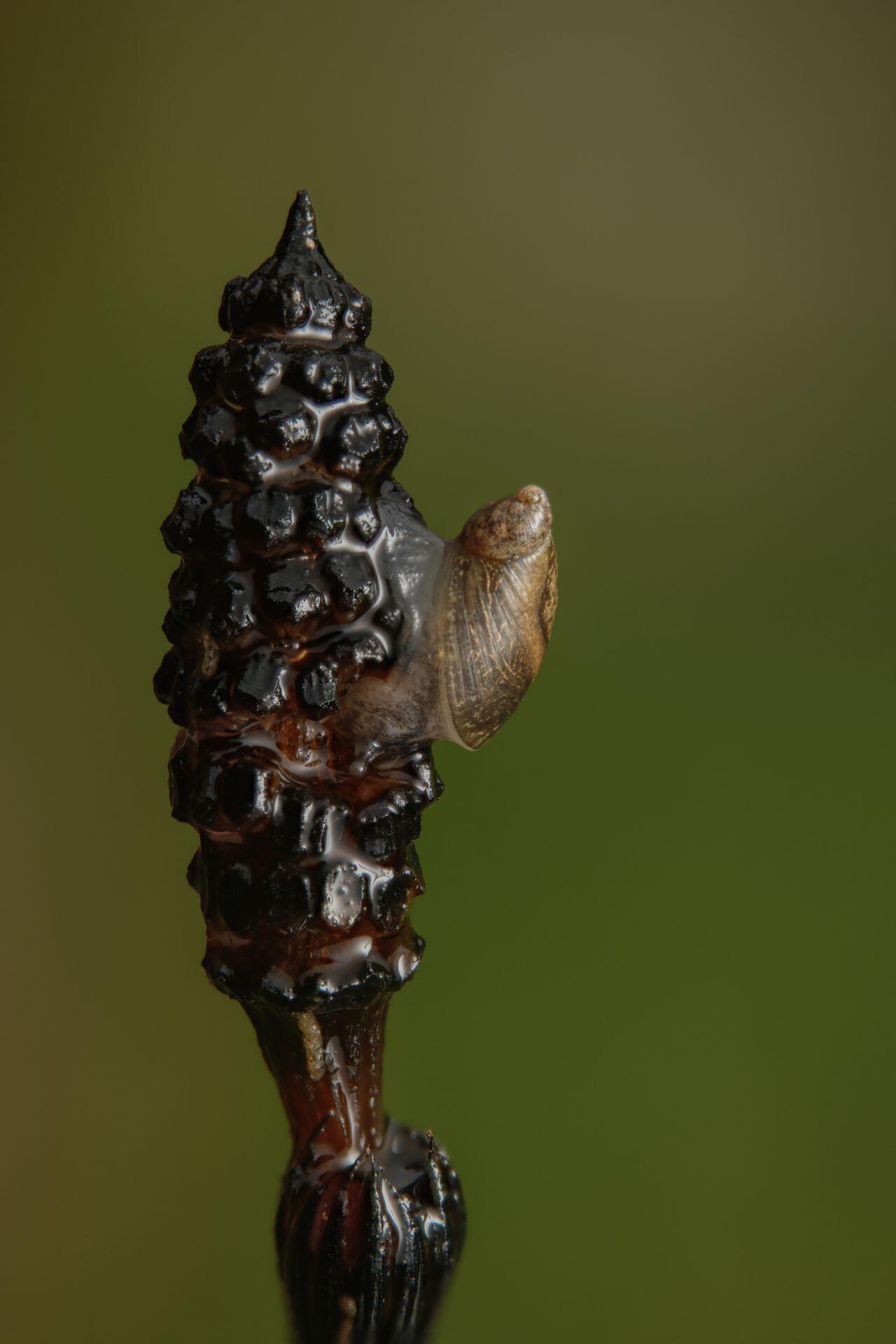 Süßwasserschnecke