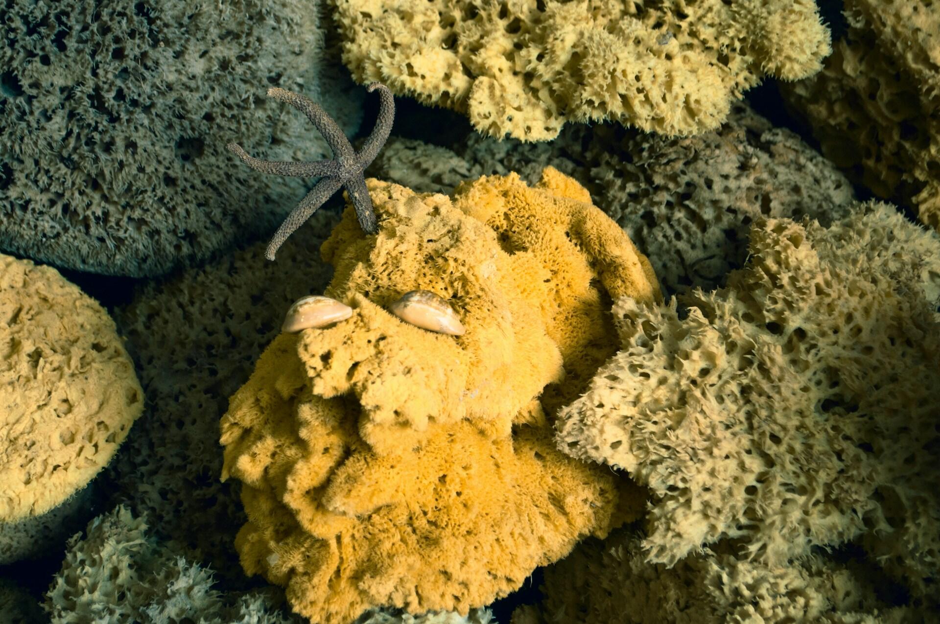 Schwämme im Meer