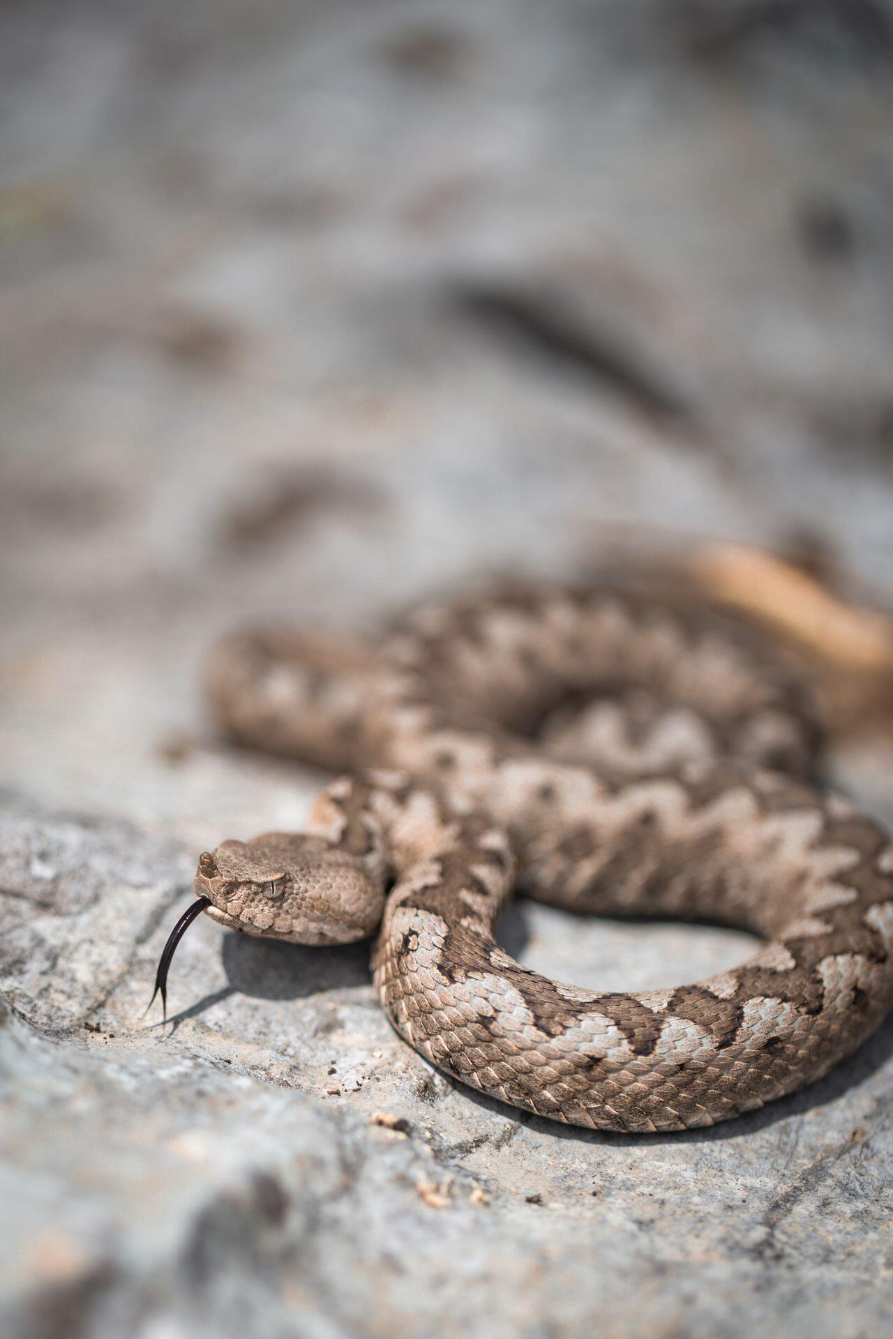 Viper auf Felsen
