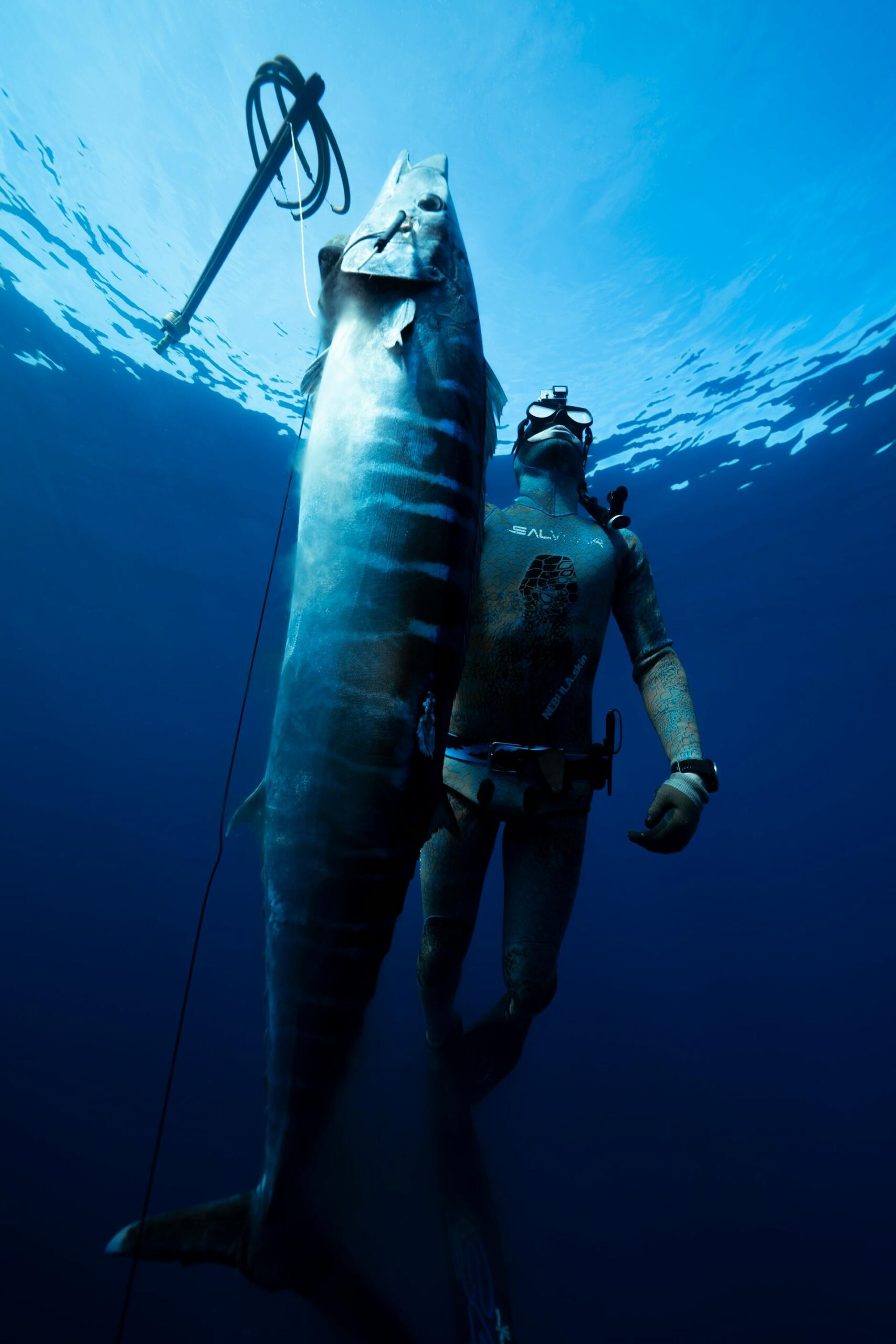 Wahoo