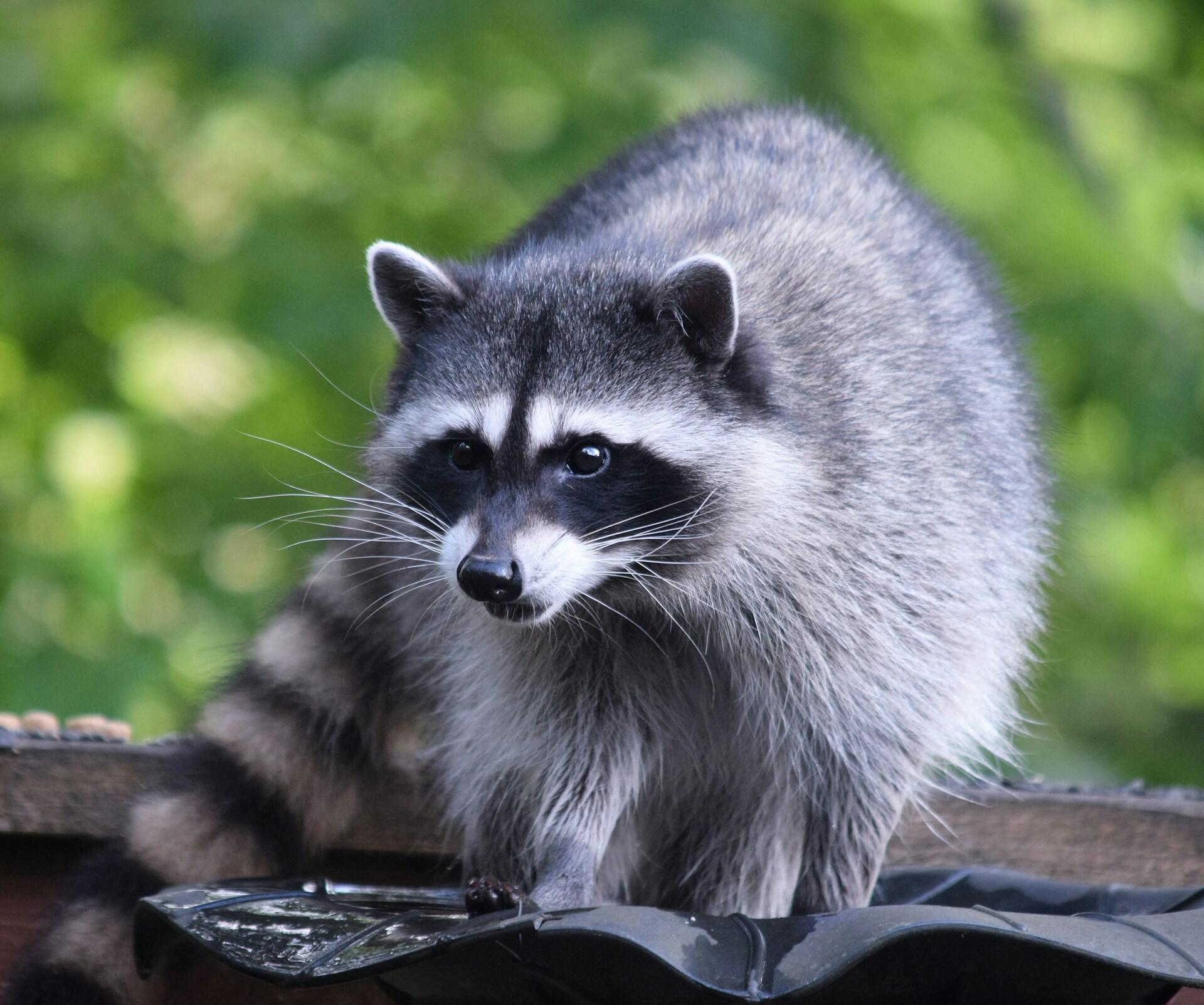 Waschbär