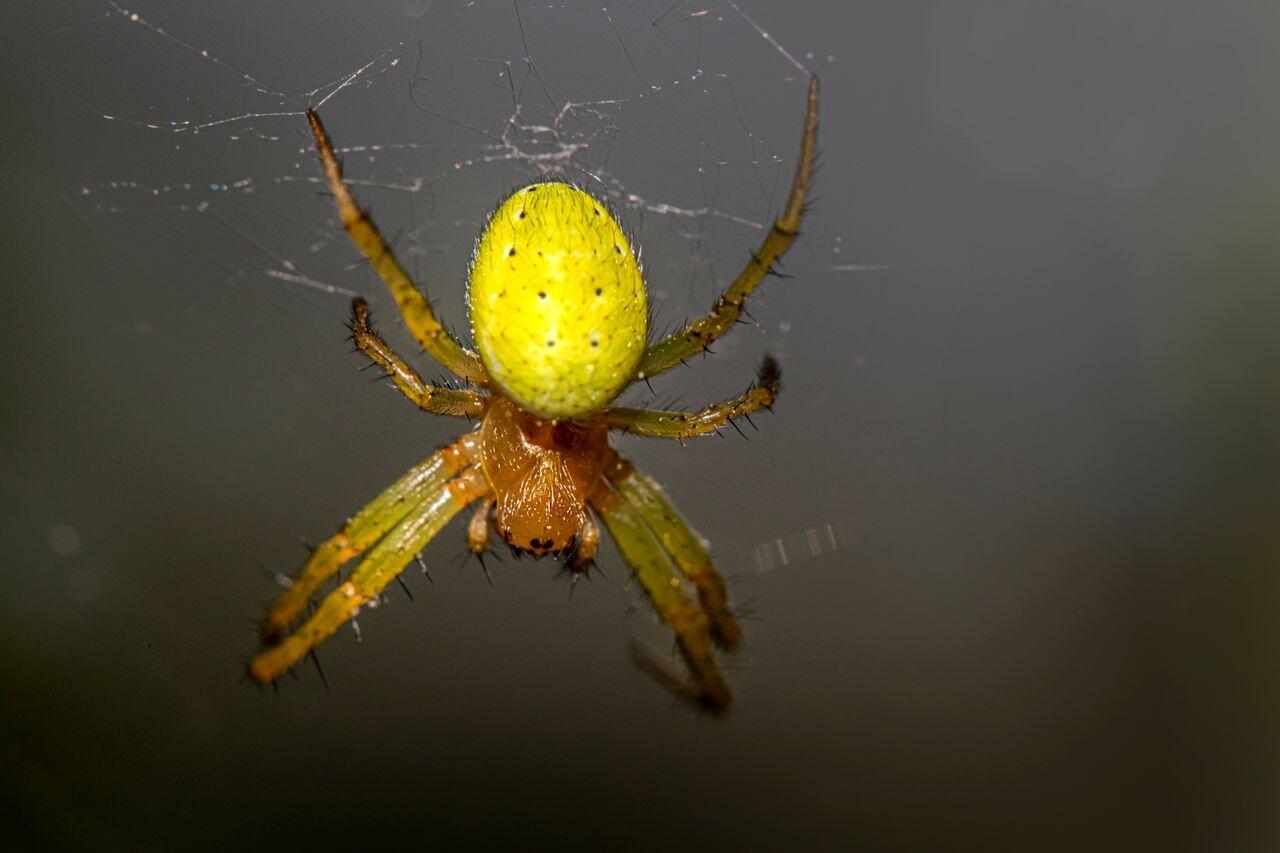 Webspinne