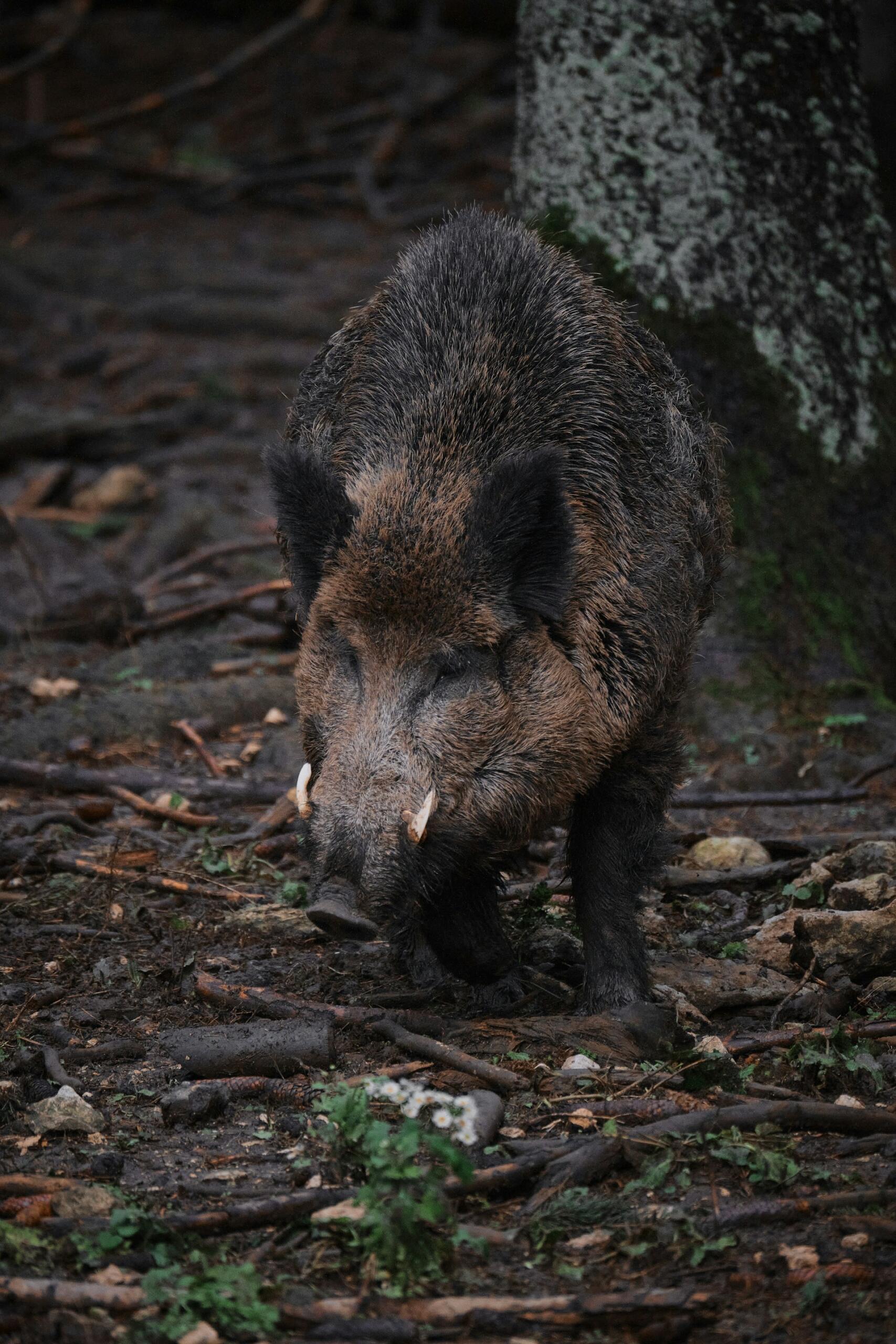 Wildschwein