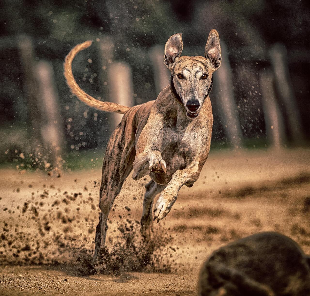Windhund