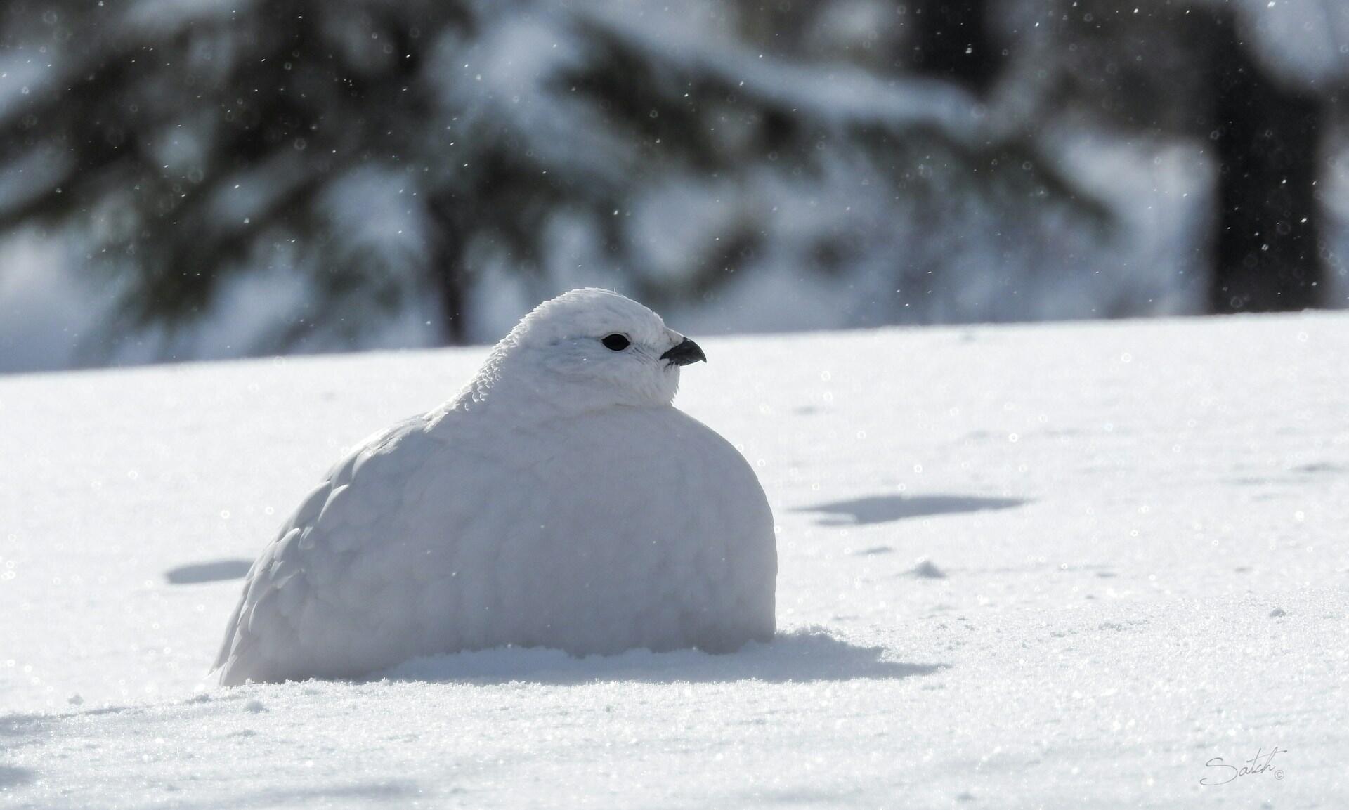 Alpenschneehuhn