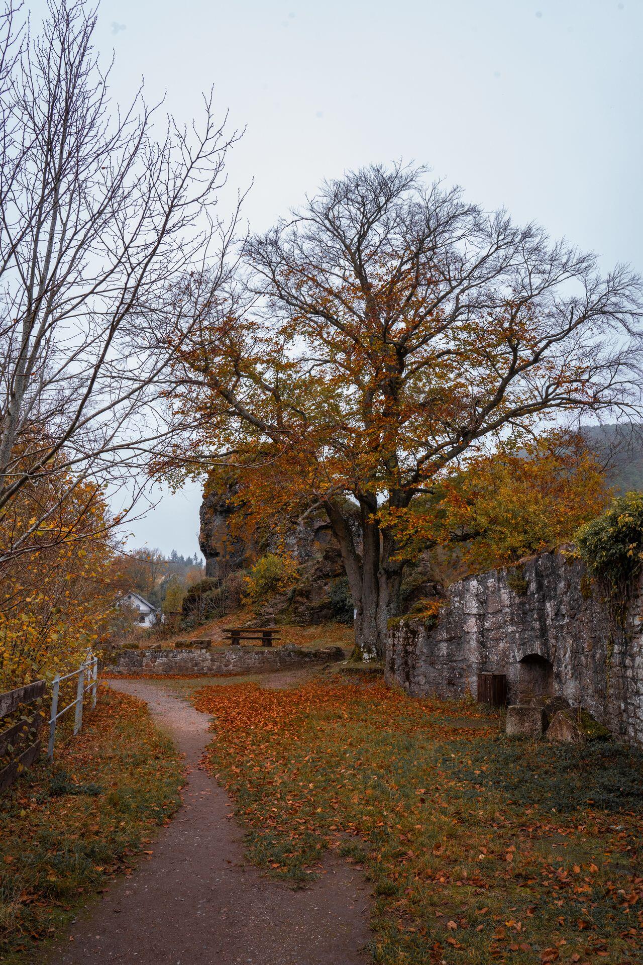 Baum im Herbst