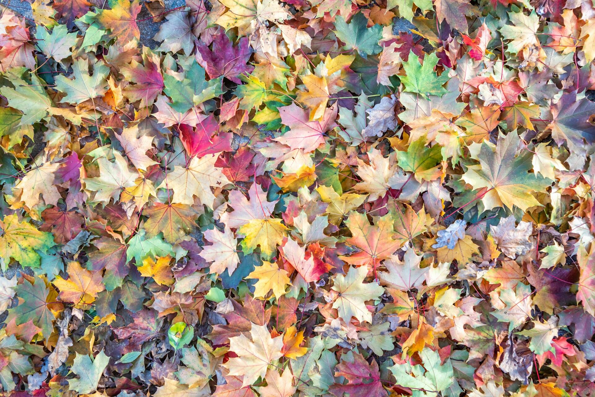 bunte Blätter im Herbst