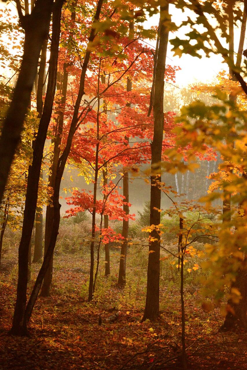 Bunter Wald
