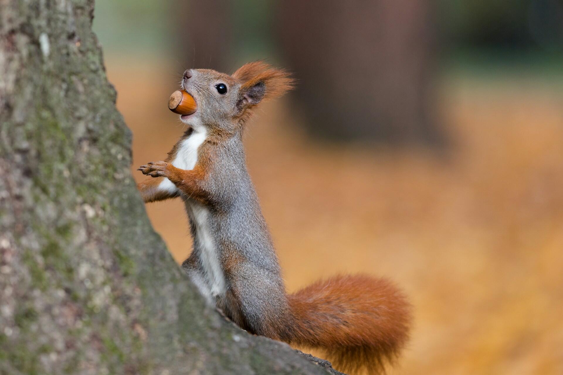 Eichhörnchen