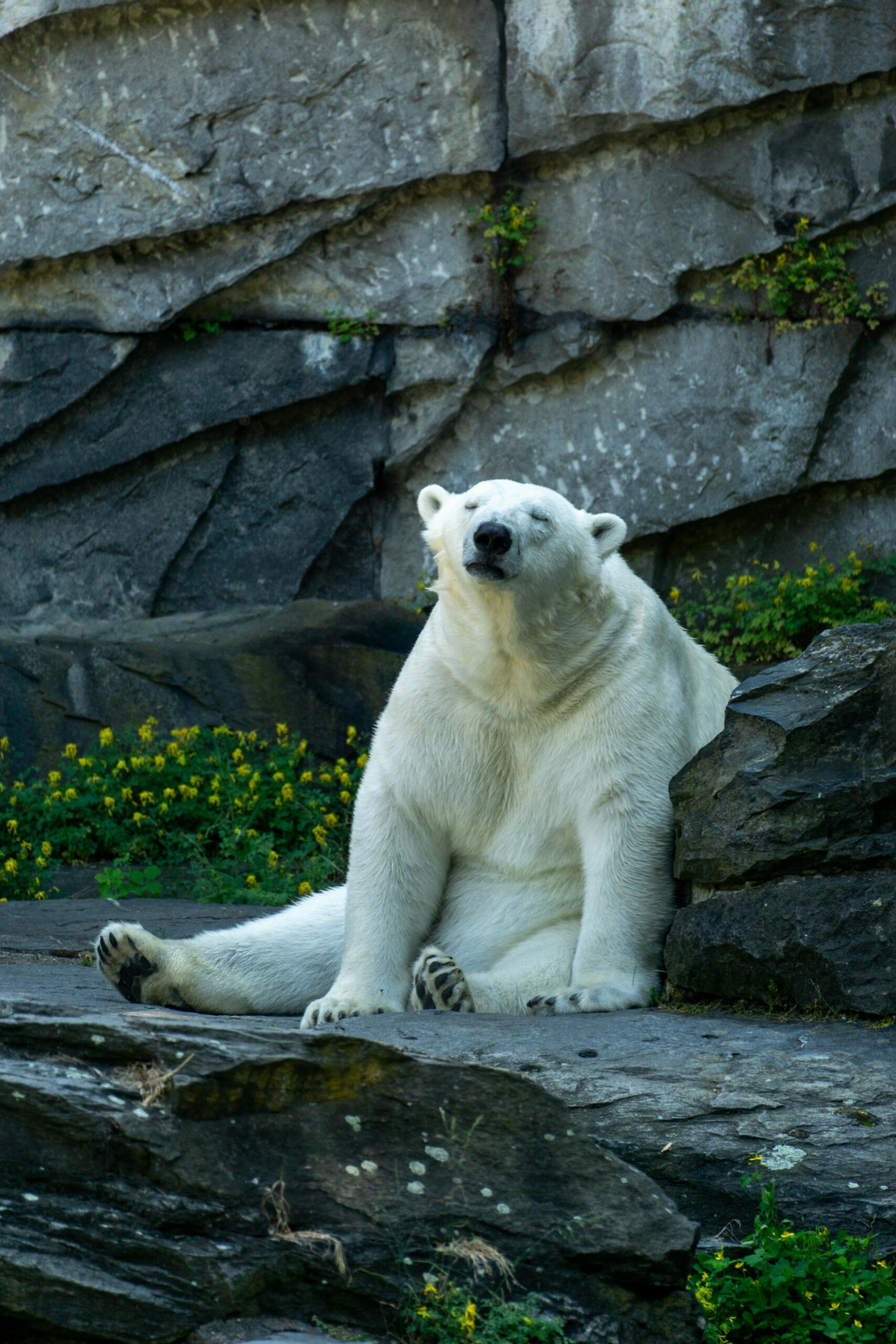 Eisbär